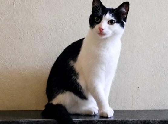 Thelma, a Adoptable mixed breed in Byran, OH image 4/4