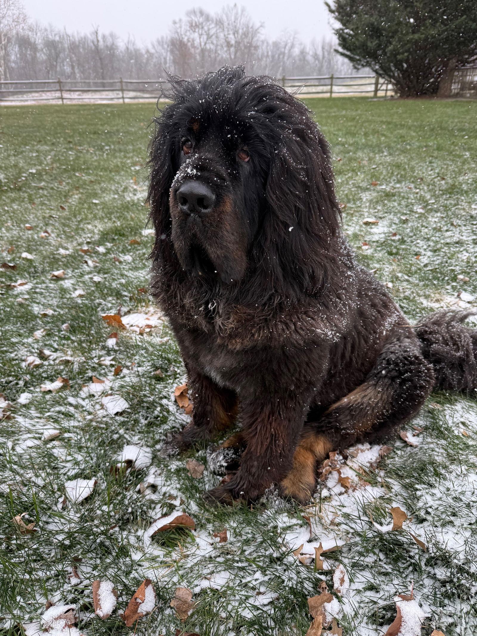 Waylon, Adoptable, Adult Male Tibetan Mastiff.