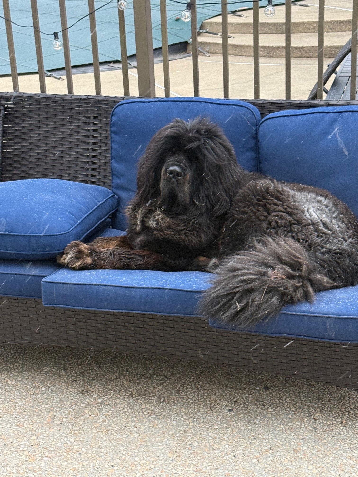 Enlarge Waylon, a Adoptable Tibetan Mastiff in Chambersburg, PA image 2/3