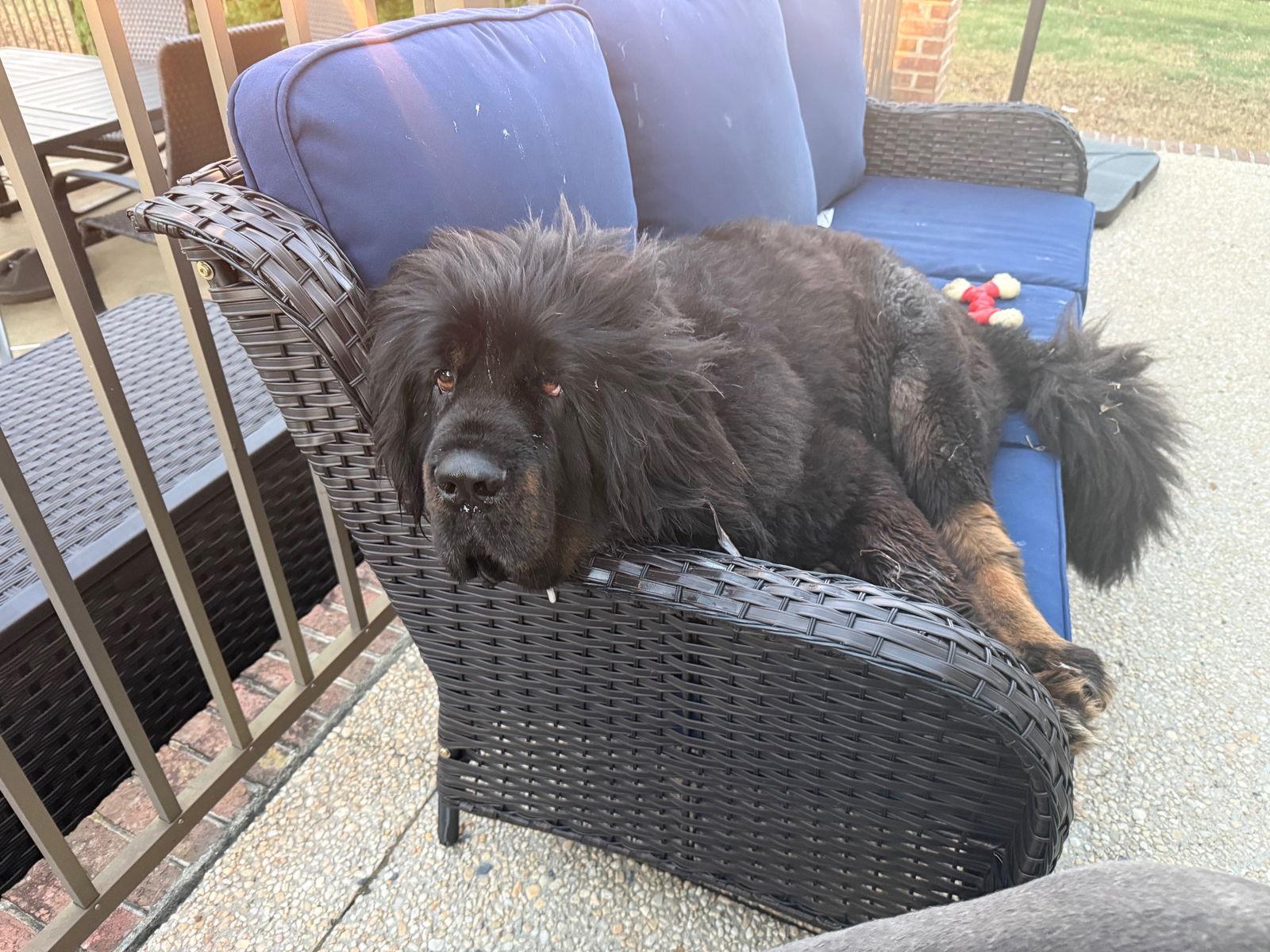 Enlarge Waylon, a Adoptable Tibetan Mastiff in Chambersburg, PA image 3/3