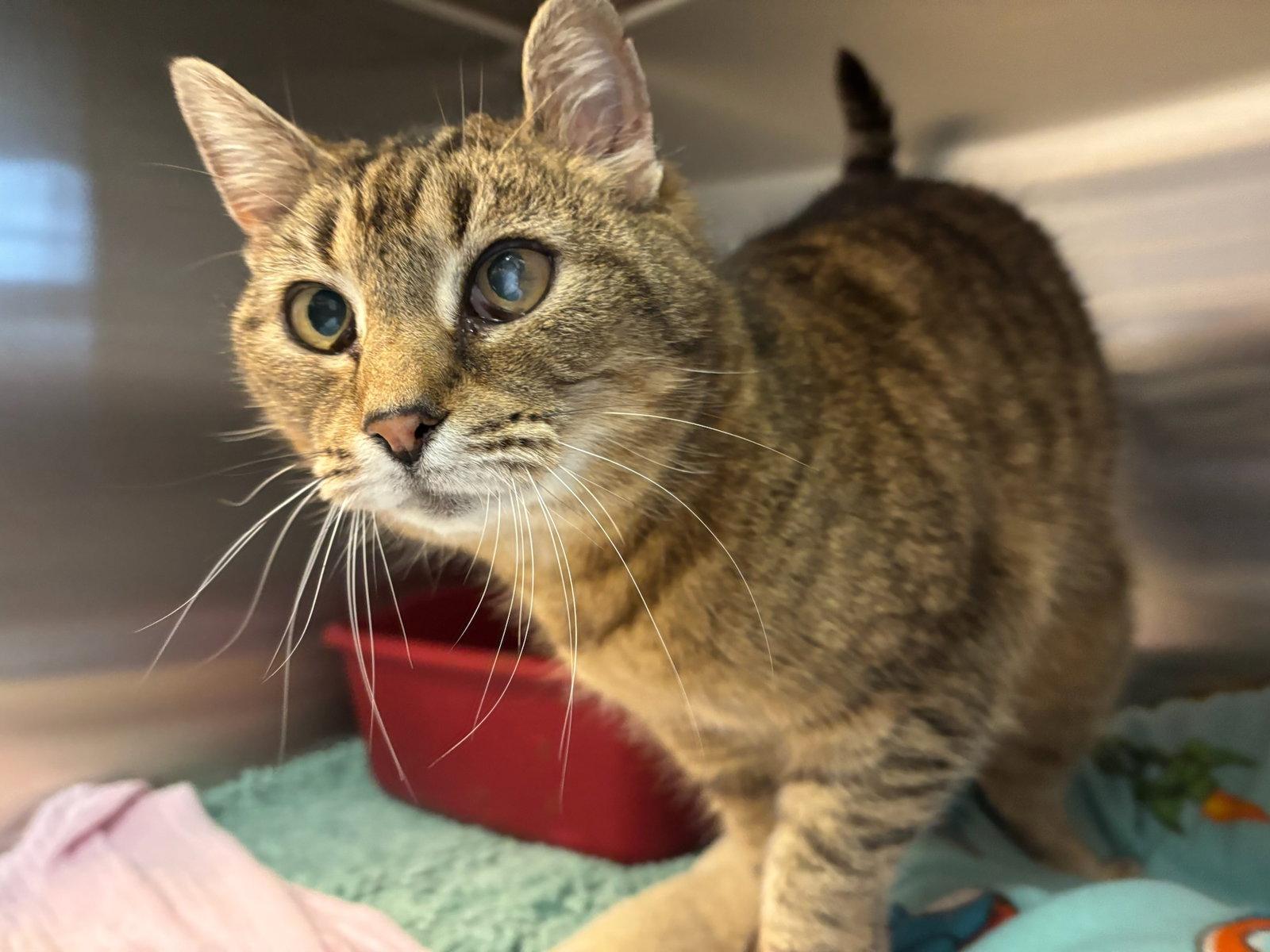 Bodega, Adoptable, Young Female Domestic Short Hair.
