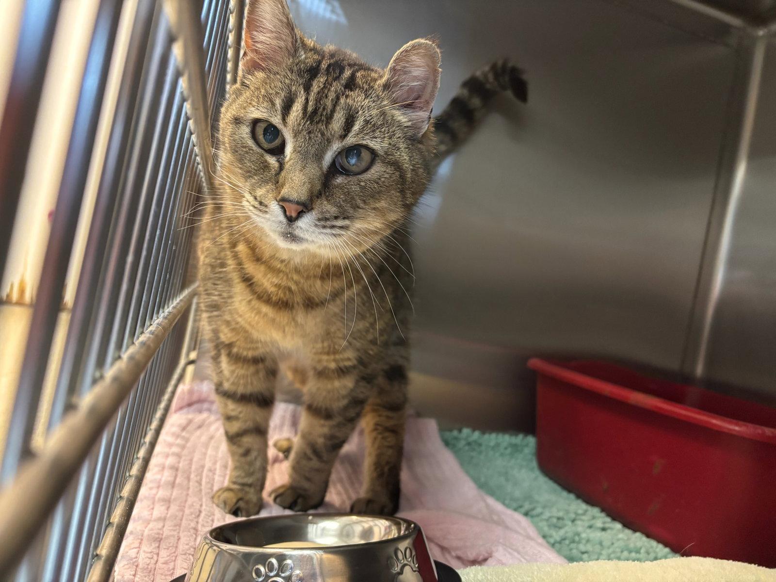 Enlarge Bodega, a Adoptable Domestic Short Hair in Hopewell, VA image 2/3