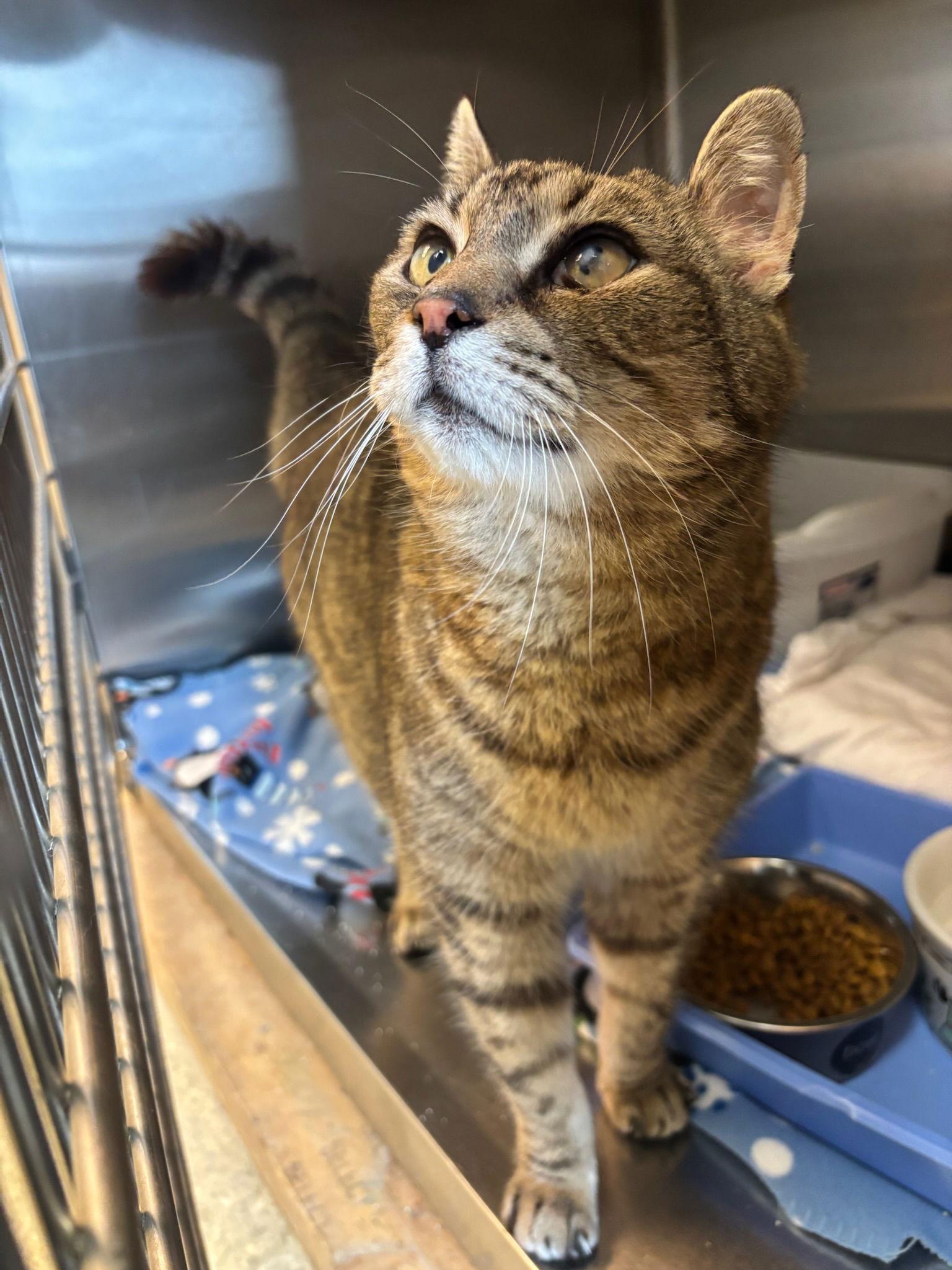 Enlarge Bodega, a Adoptable Domestic Short Hair in Hopewell, VA image 1/1