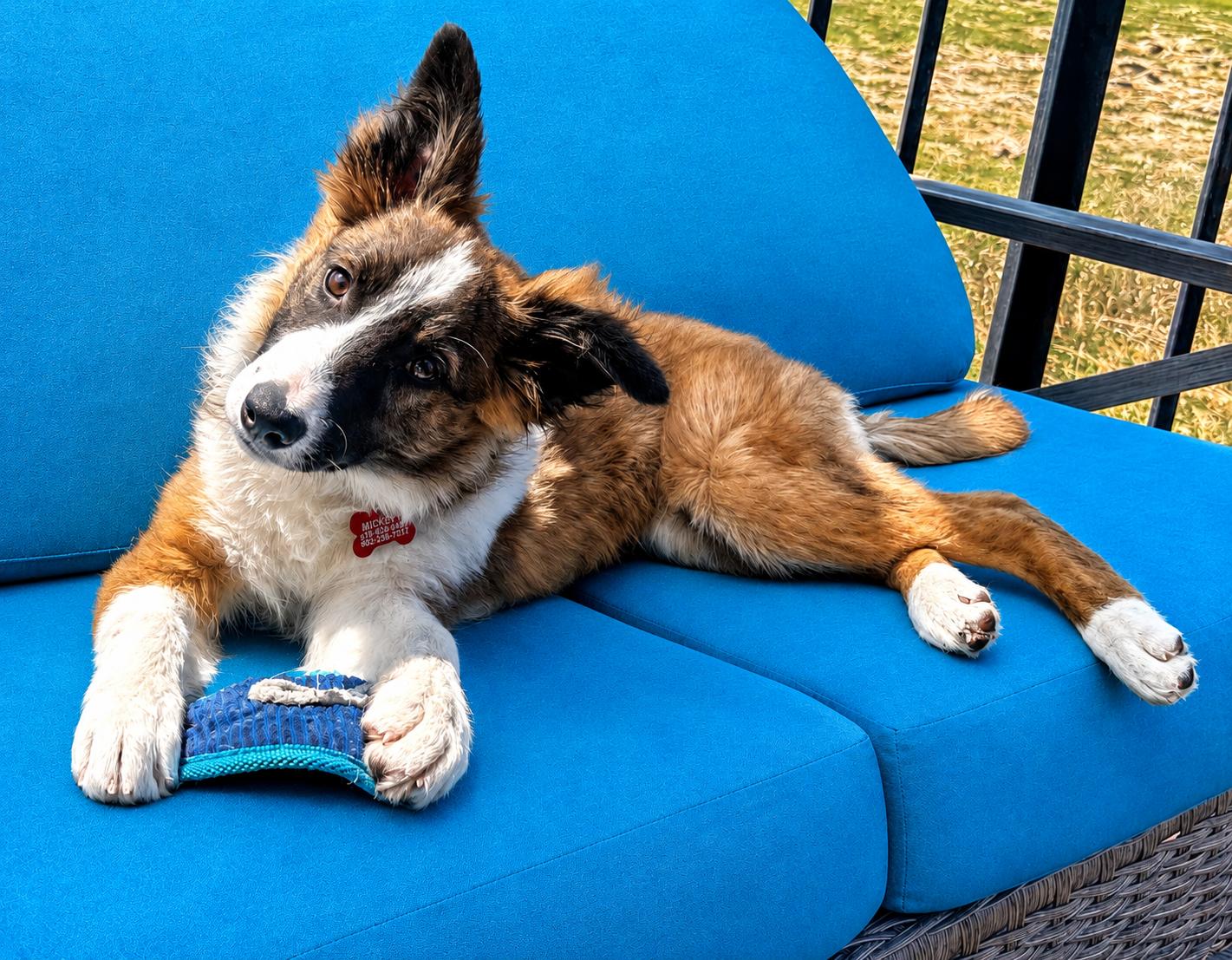 Finch - adopted, adopted, Puppy Male Border Collie.