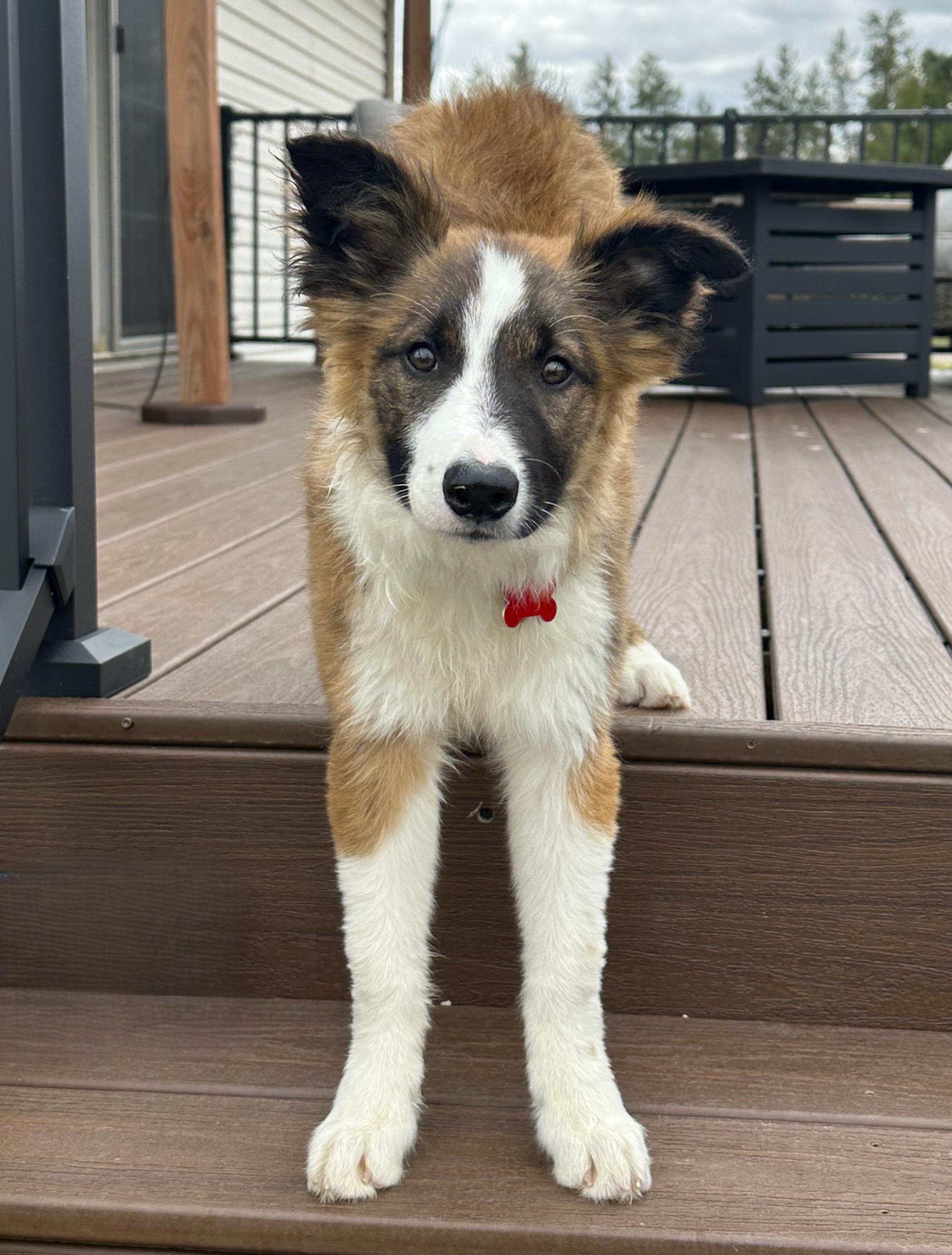 Enlarge Finch, a Adoptable Border Collie in Minnetrista, MN image 3/6