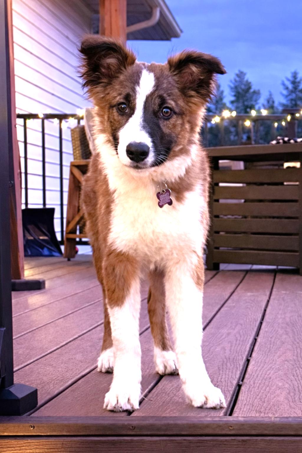 Enlarge Finch, a Adoptable Border Collie in Minnetrista, MN image 5/6