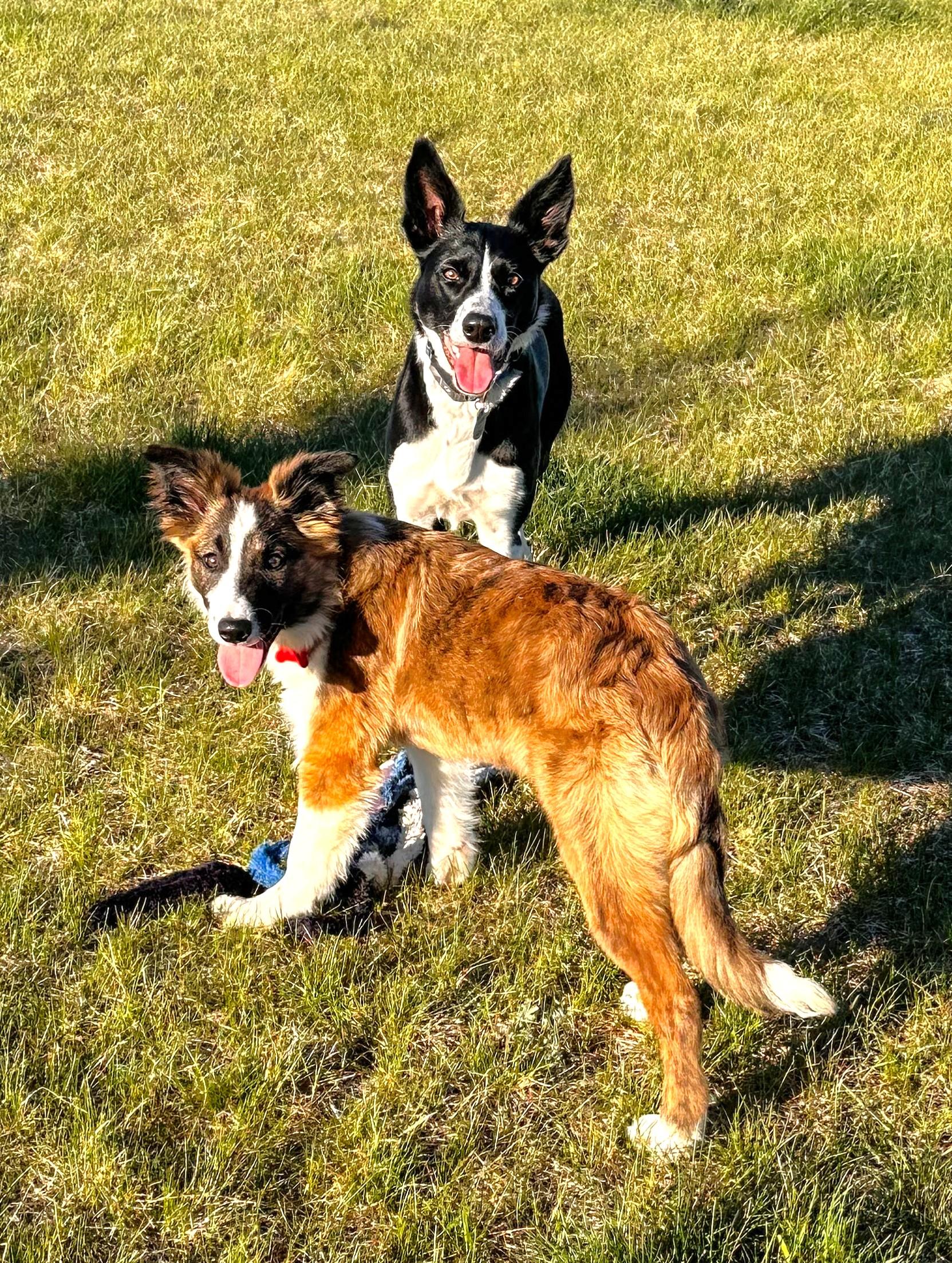 Enlarge Finch, a Adoptable Border Collie in Minnetrista, MN image 4/6