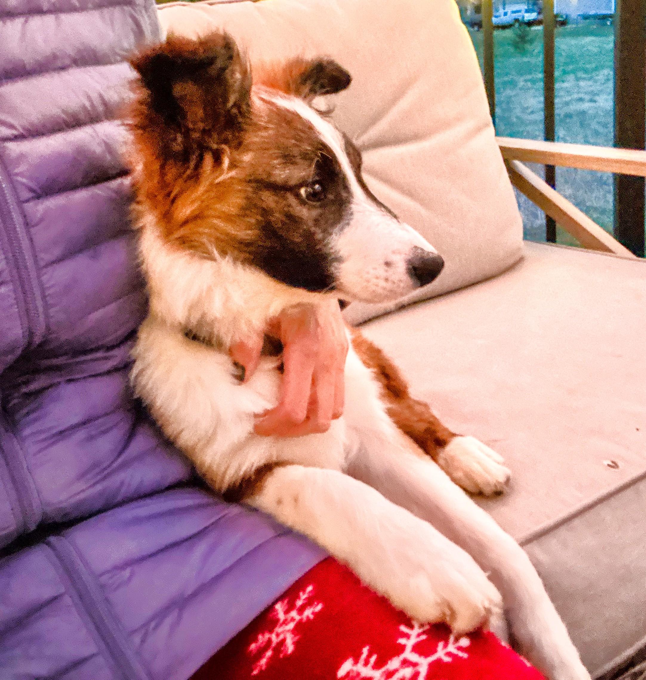 Enlarge Finch, a Adoptable Border Collie in Minnetrista, MN image 2/6