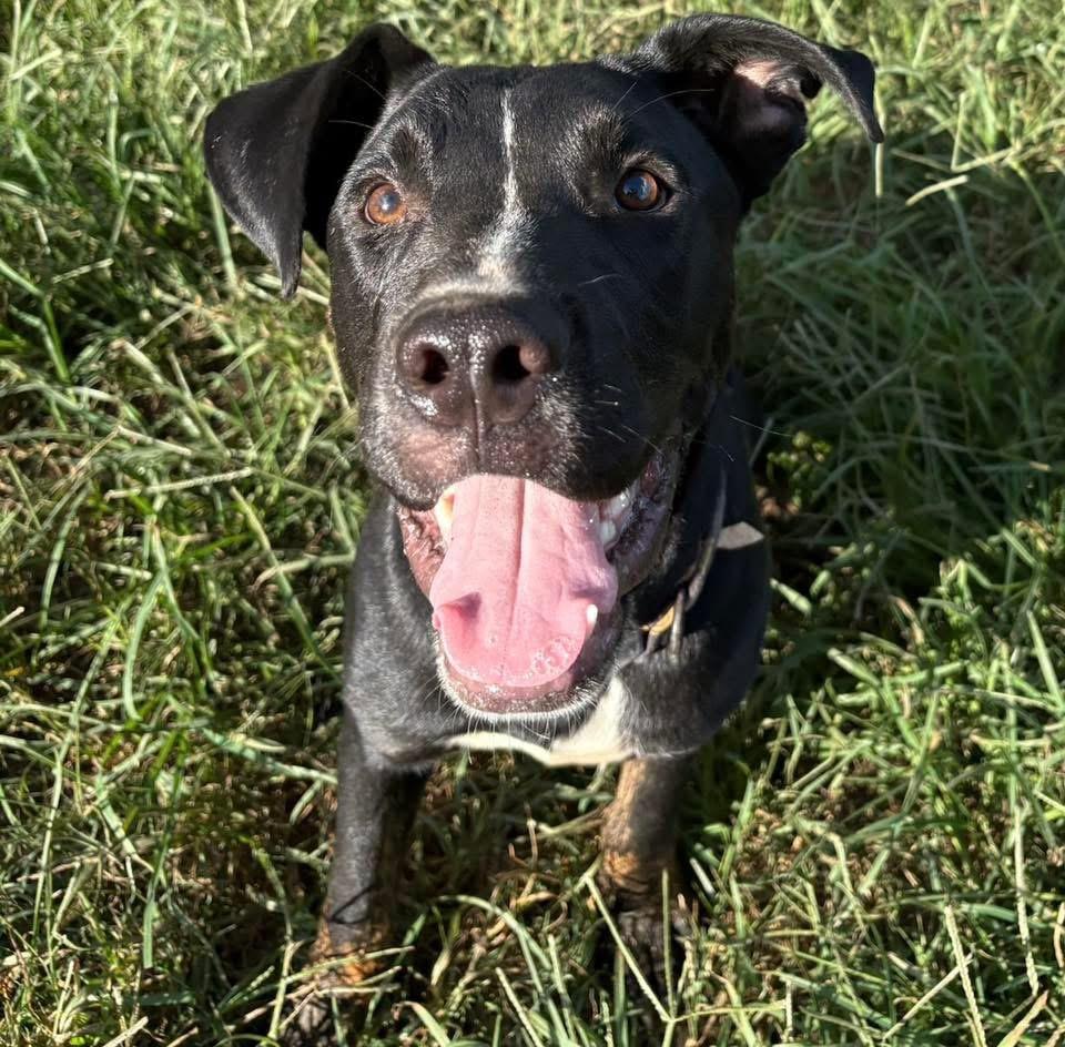 Enlarge Turtle, a Adoptable mixed breed in Quakertown , PA image 6/6