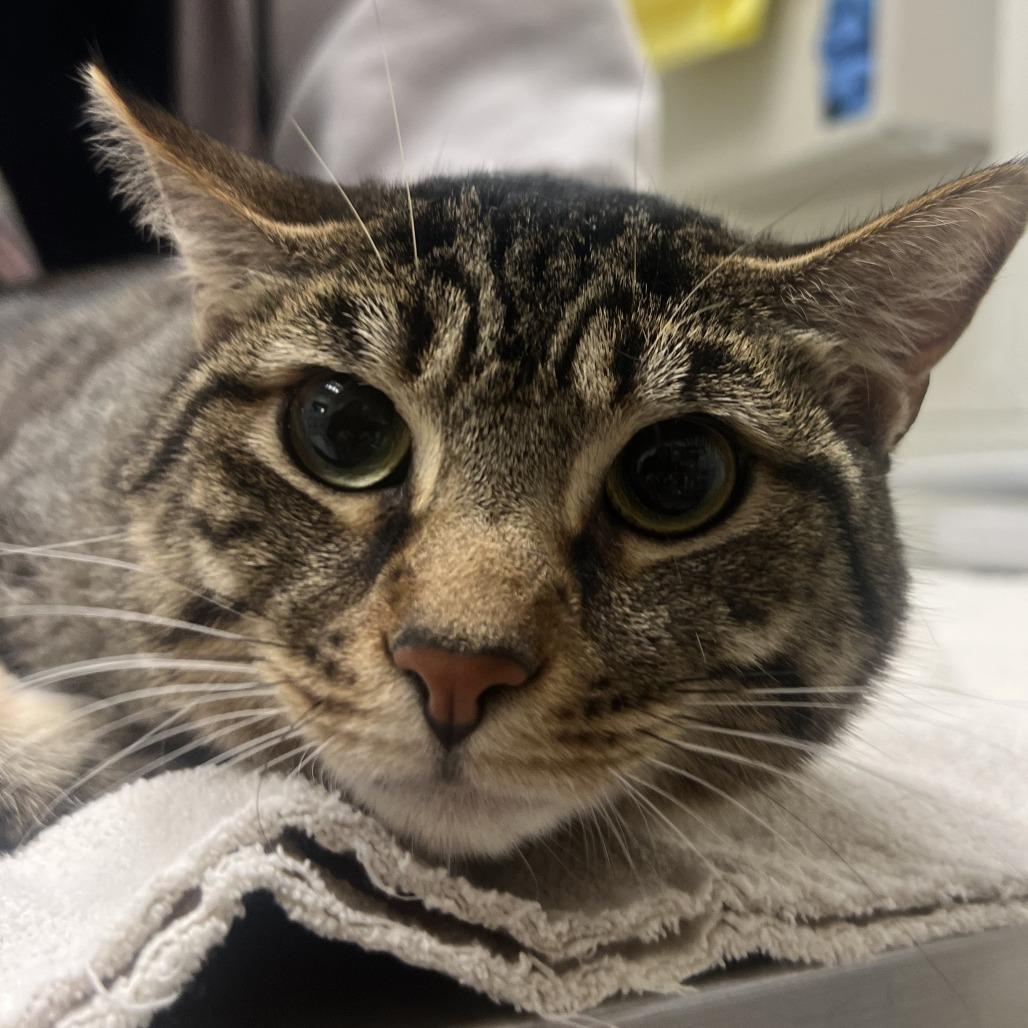 Millie, Adoptable, Adult Female Domestic Short Hair.