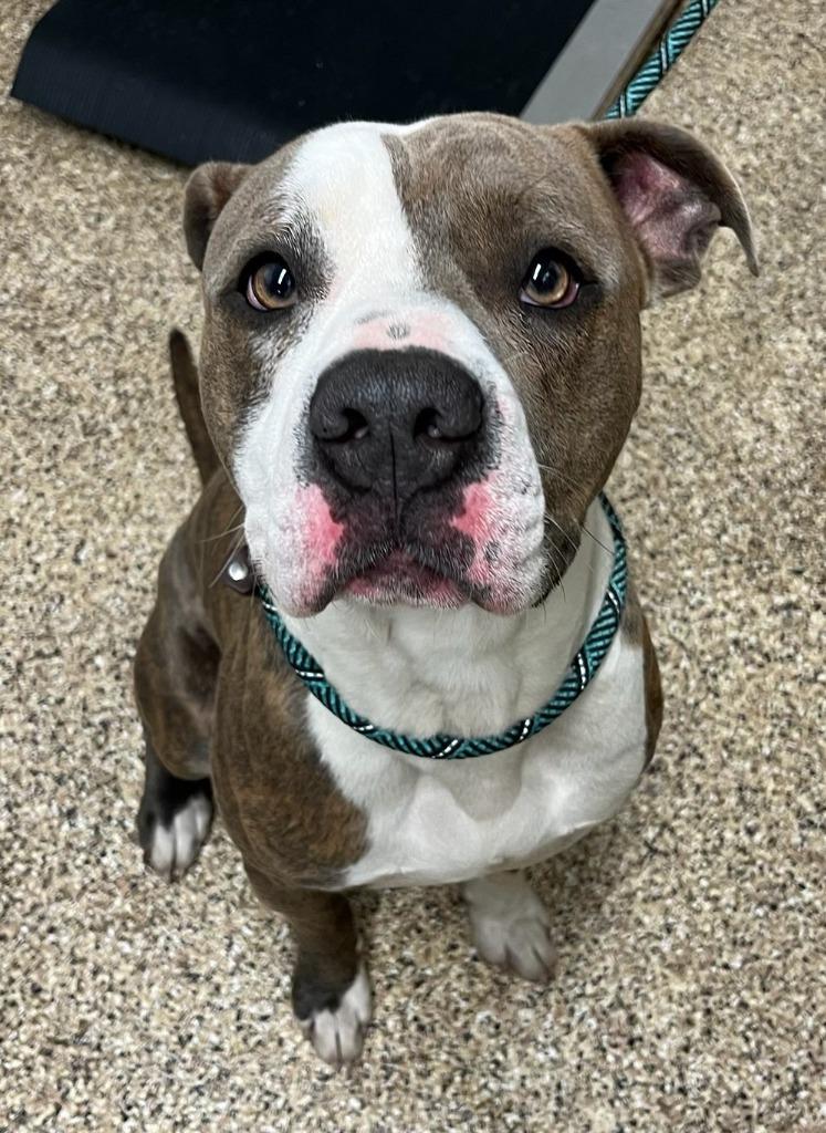 Enlarge DYLAN, a Adoptable Pit Bull Terrier in Hastings, MI image 1/3