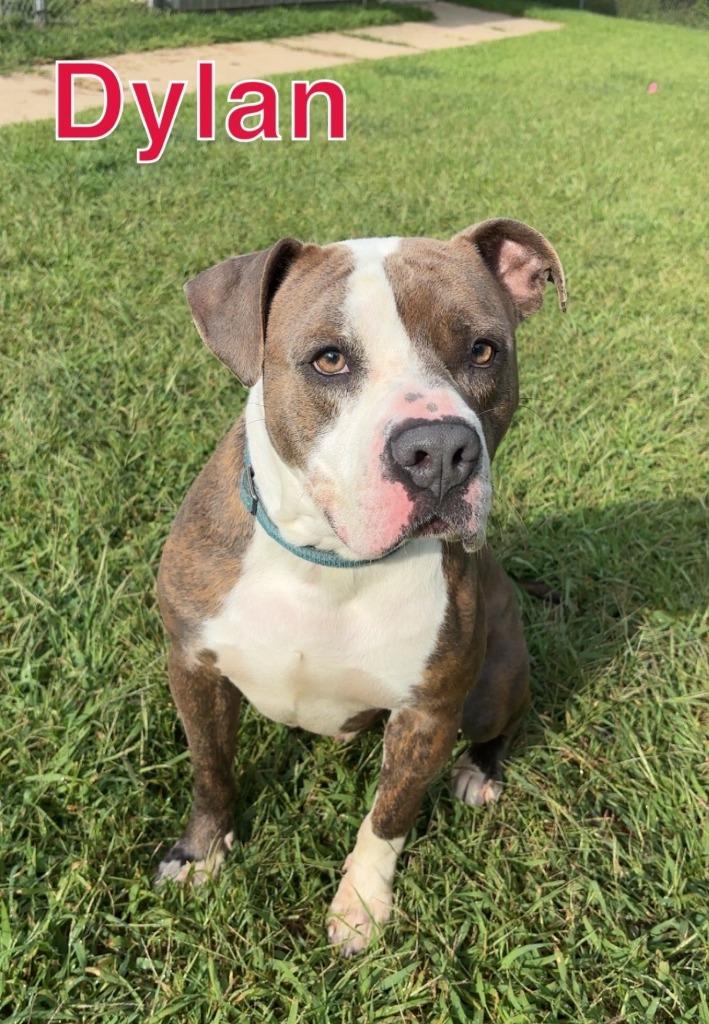 Enlarge DYLAN, a Adoptable Pit Bull Terrier in Hastings, MI image 2/3