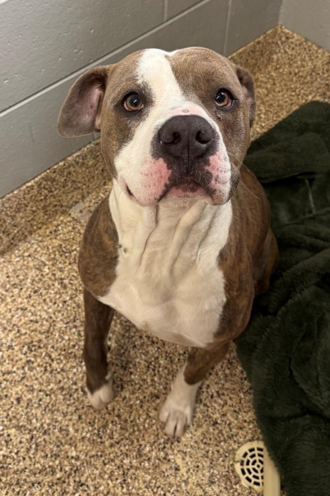 Enlarge DYLAN, a Adoptable Pit Bull Terrier in Hastings, MI image 3/3