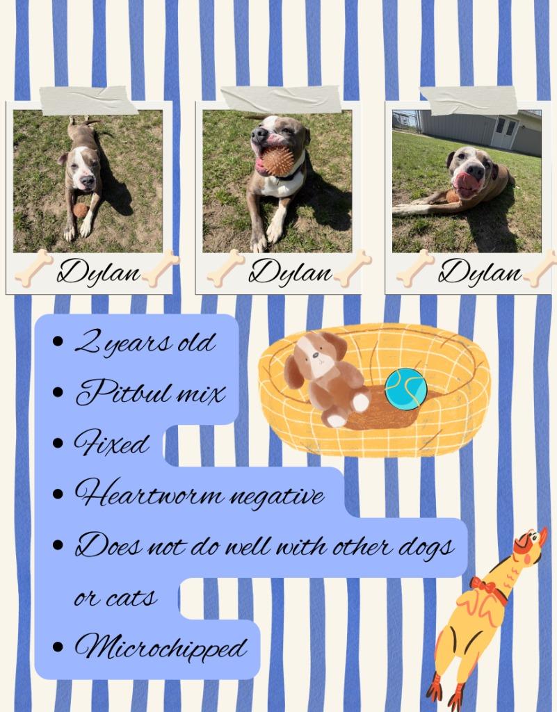 DYLAN, a Adoptable Pit Bull Terrier in Hastings, MI image 2/4