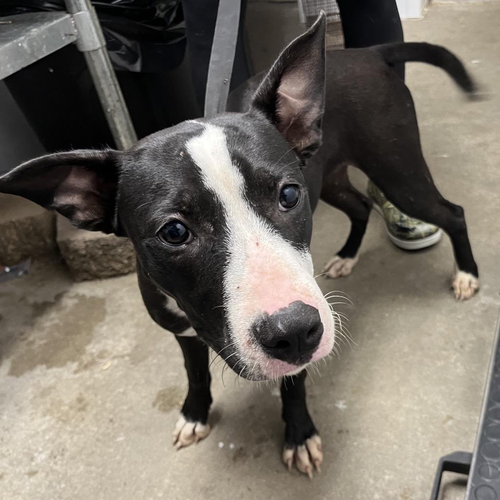 Enlarge Carol, a Adoptable Mixed Breed in Mount Gilead, NC image 3/6