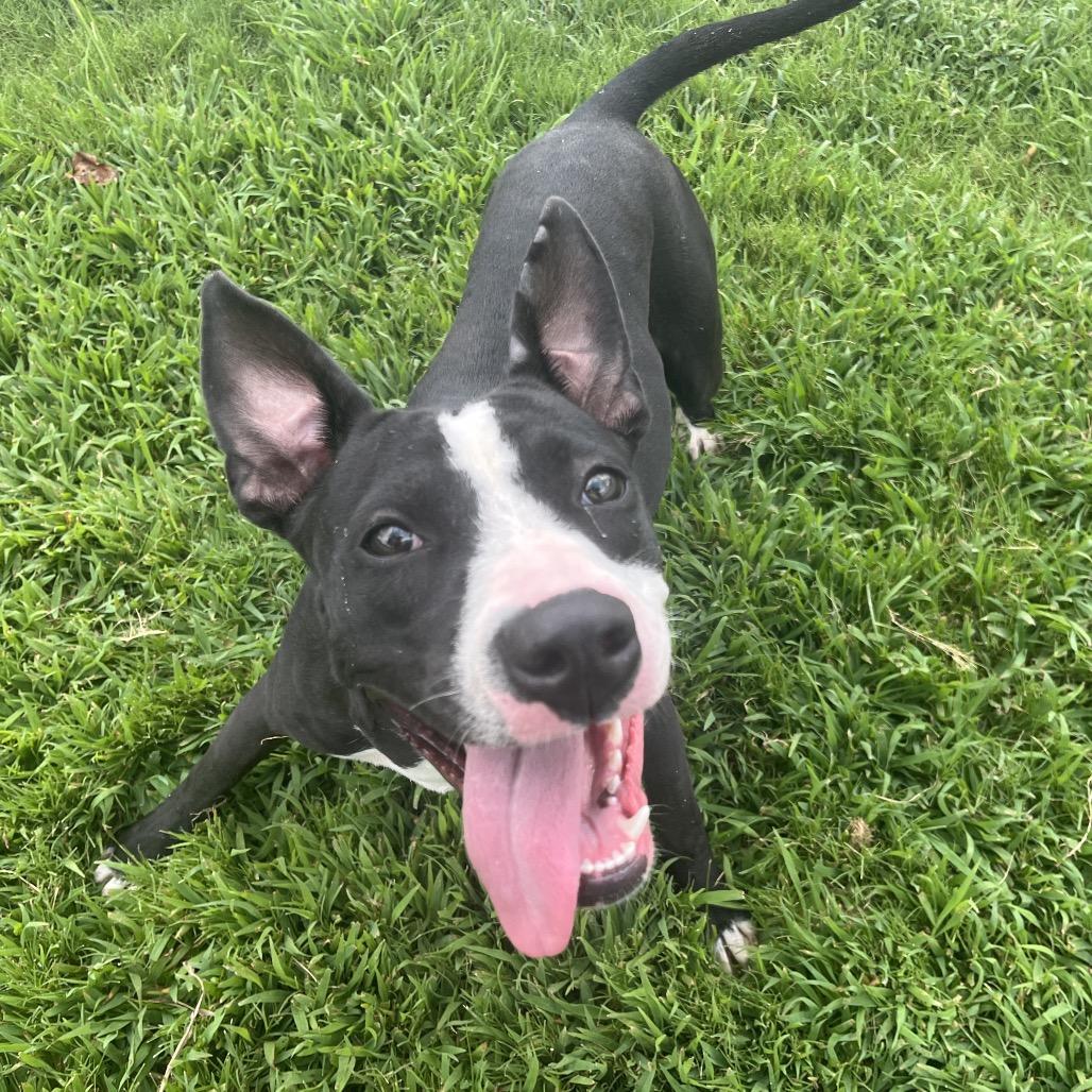 Enlarge Carol, a Adoptable Mixed Breed in Mount Gilead, NC image 5/6