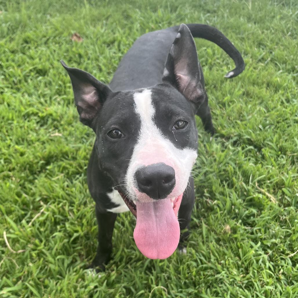 Enlarge Carol, a Adoptable Mixed Breed in Mount Gilead, NC image 6/6