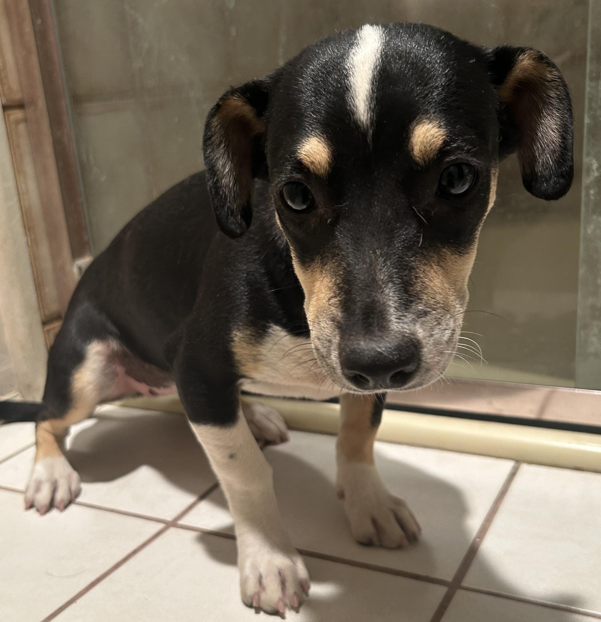 TRIXIE , a ADOPTABLE mixed breed in El Cajon, CA image 3/6