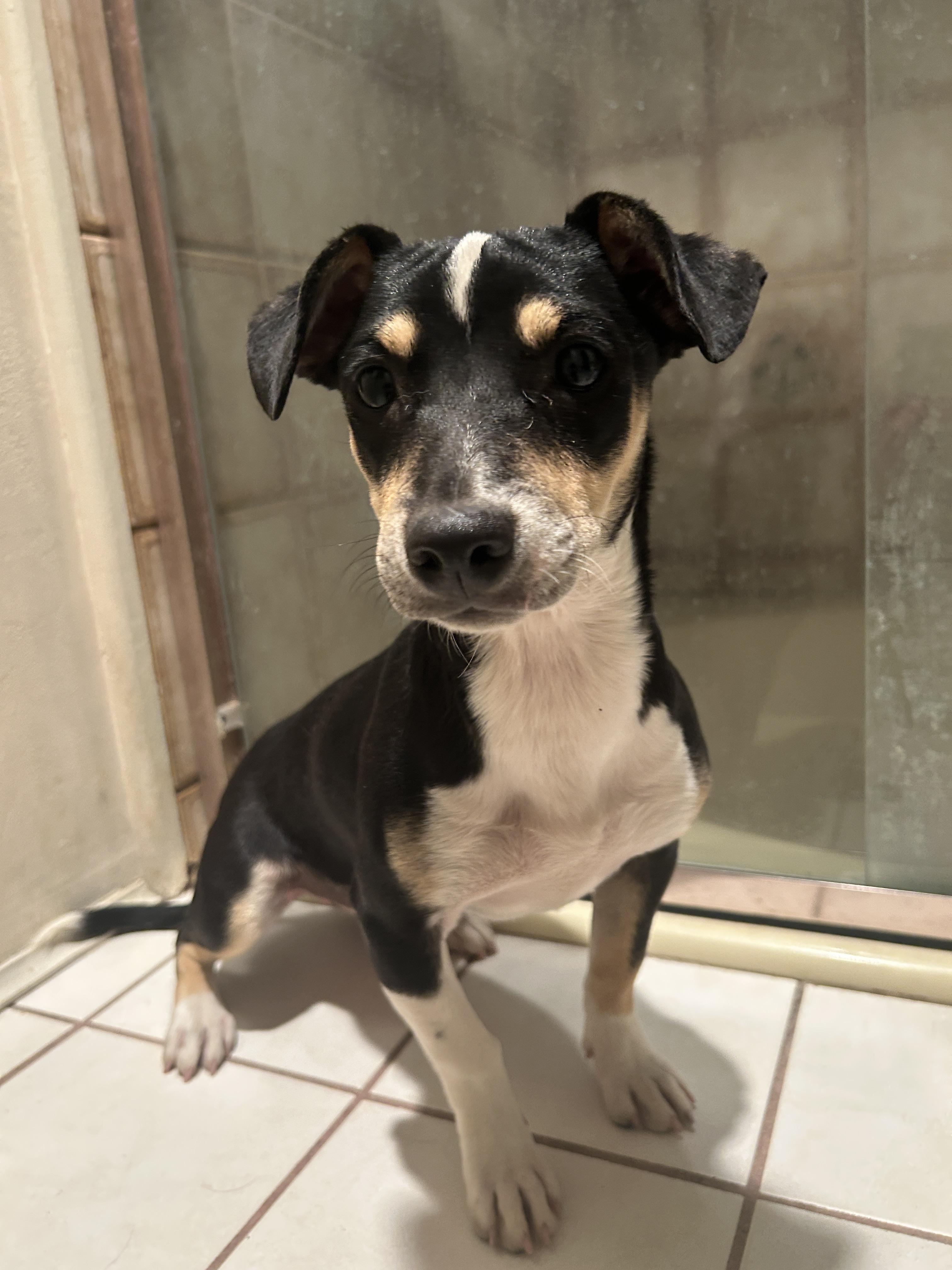 TRIXIE , a ADOPTABLE mixed breed in El Cajon, CA image 4/6