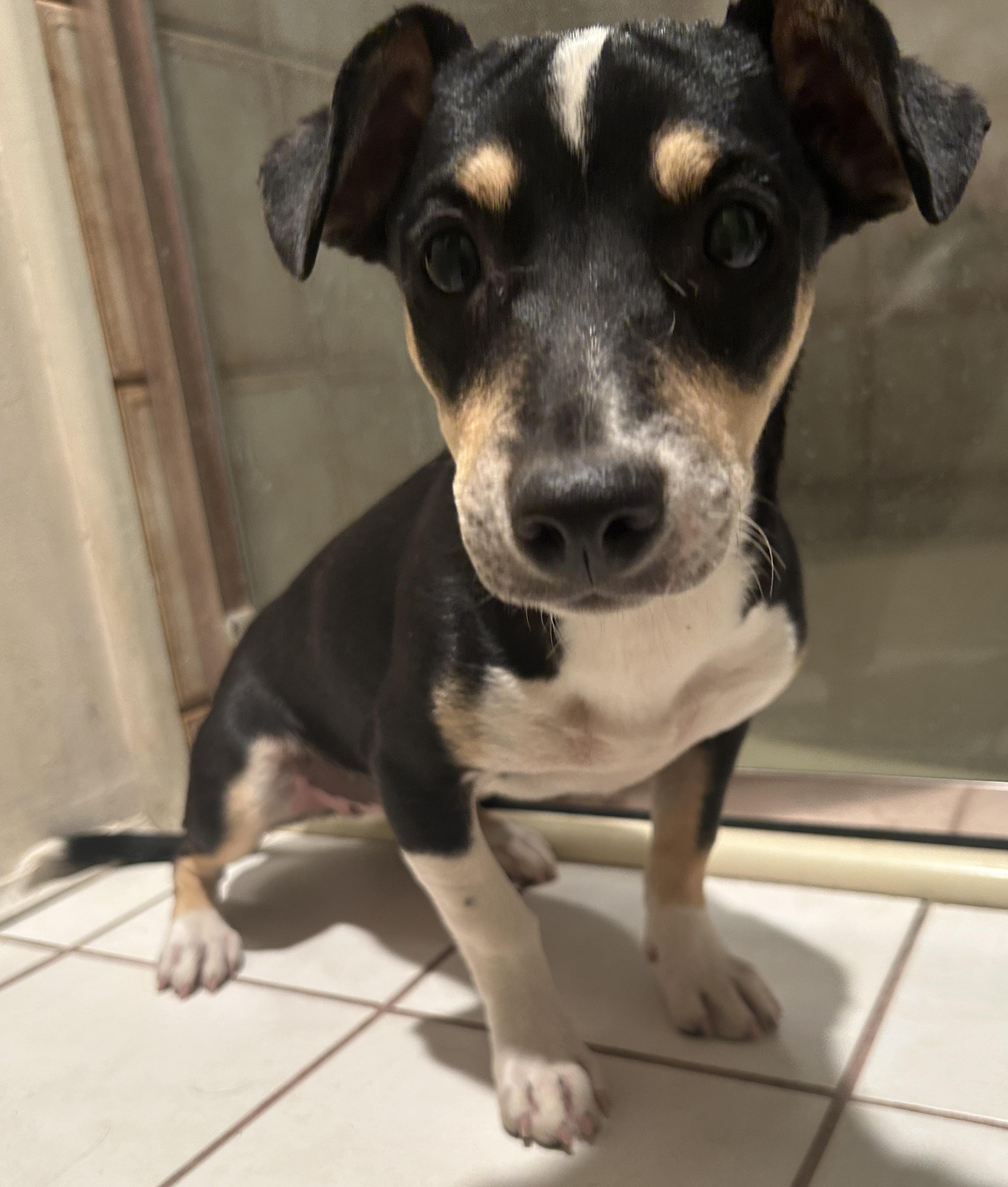 TRIXIE , ADOPTABLE, Puppy Female Chihuahua.