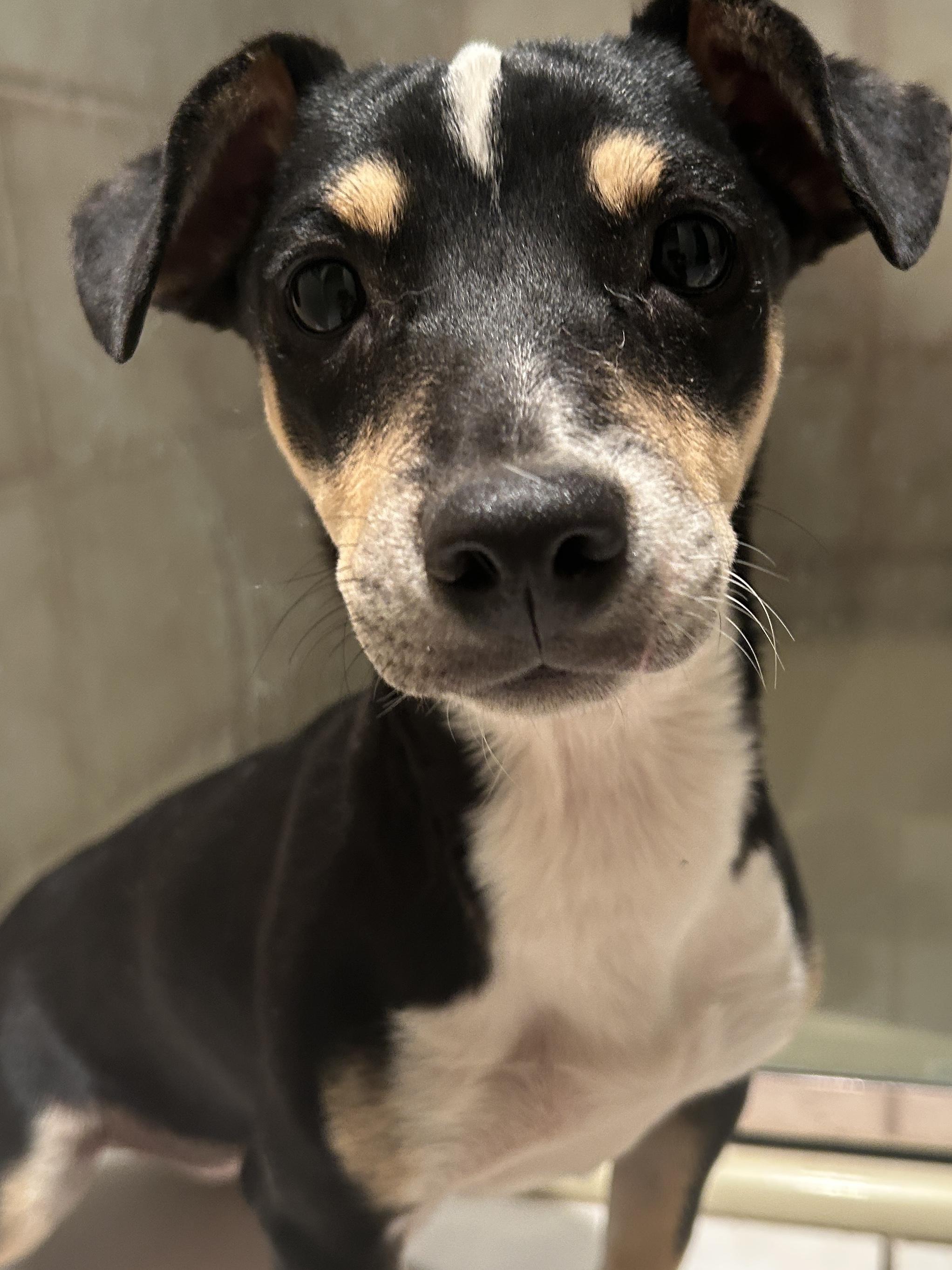 TRIXIE , a ADOPTABLE mixed breed in El Cajon, CA image 5/6