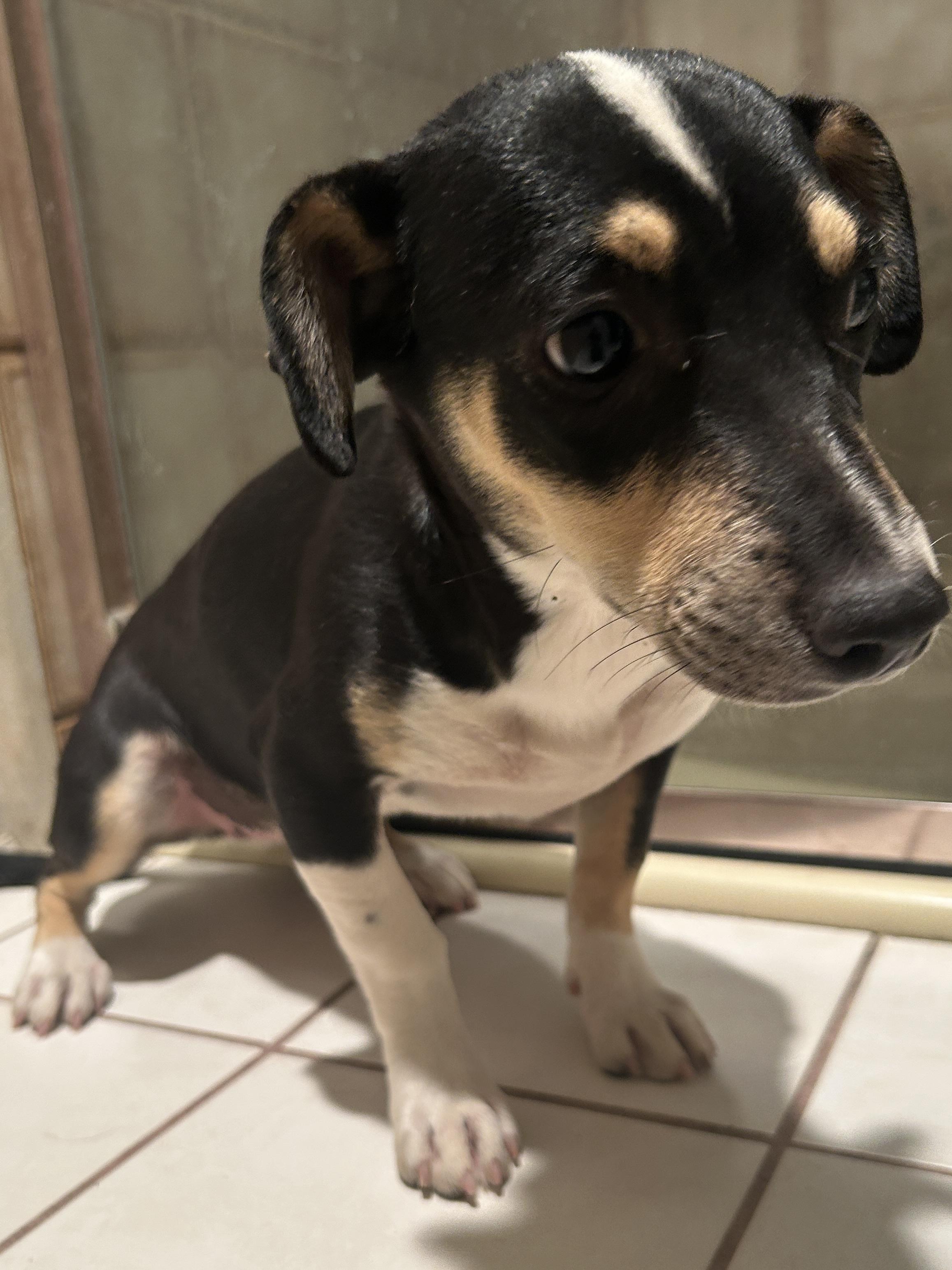 TRIXIE , a ADOPTABLE mixed breed in El Cajon, CA image 6/6