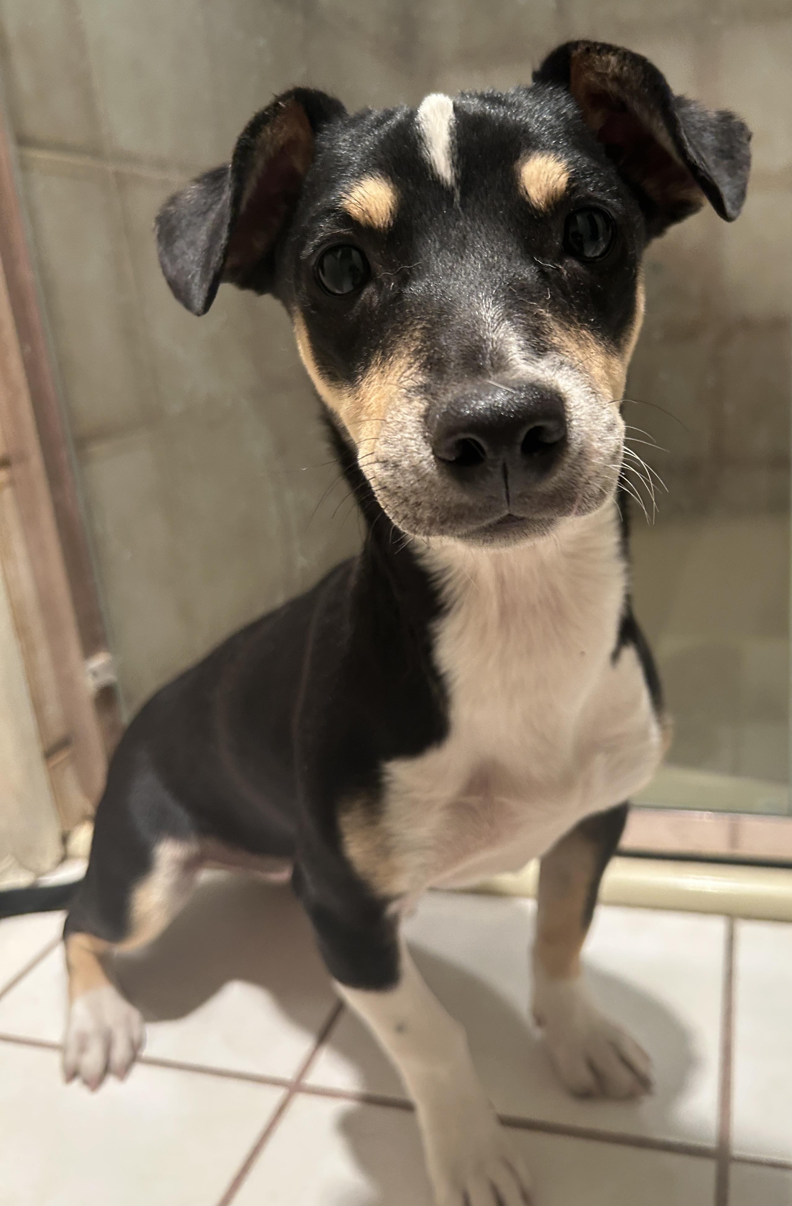 TRIXIE , a ADOPTABLE mixed breed in El Cajon, CA image 2/6