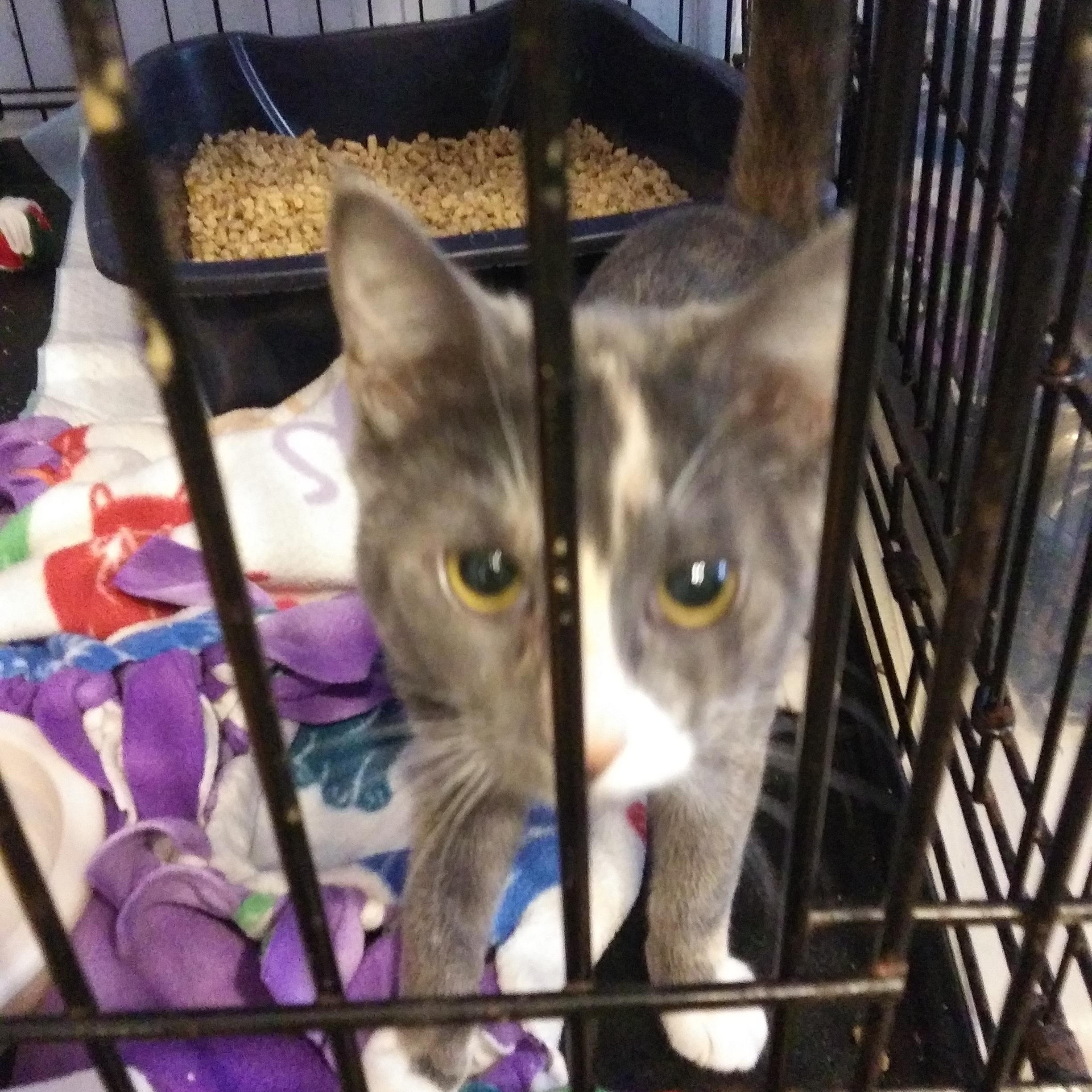 Wilhelmina, Adoptable, Kitten Female Dilute Calico.