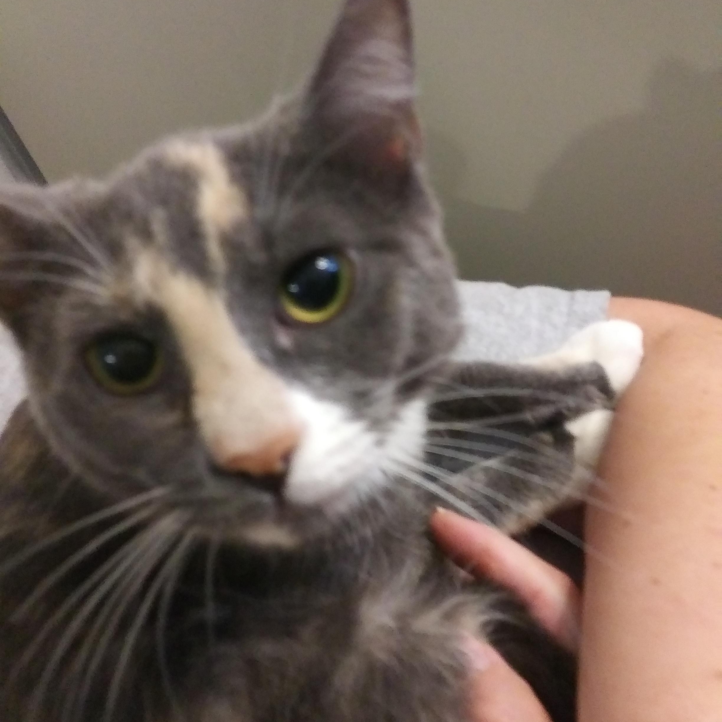 Wilhelmina, Adoptable, Kitten Female Dilute Calico.