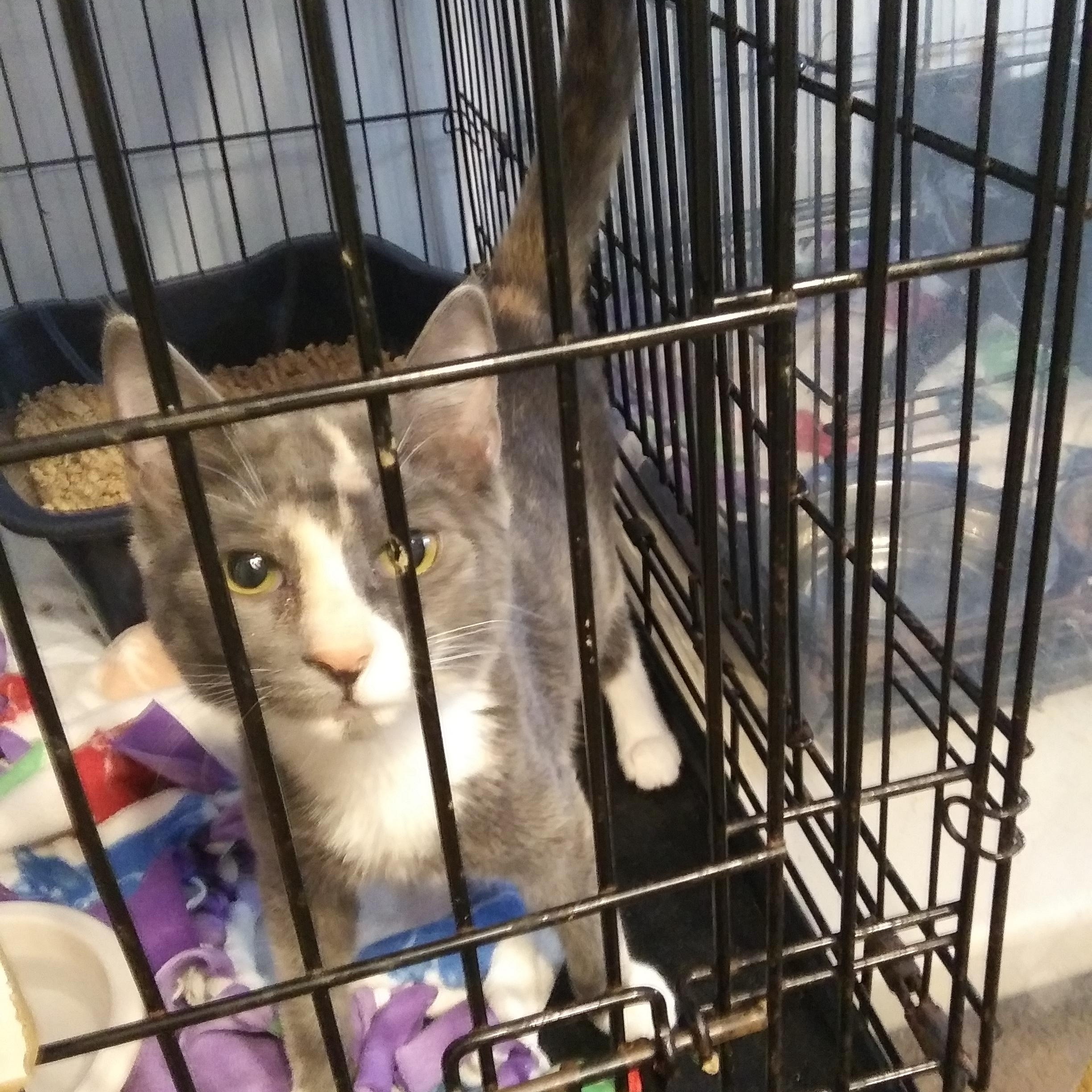 Enlarge Wilhelmina, a Adoptable Dilute Calico in Port Wentworth, GA image 2/5