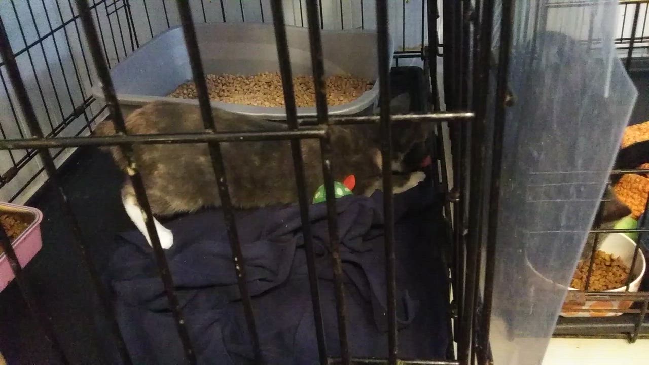 Enlarge Wilhelmina, a Adoptable Dilute Calico in Port Wentworth, GA video 4/5