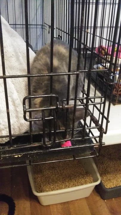 Enlarge Wilhelmina, a Adoptable Dilute Calico in Port Wentworth, GA video 3/5