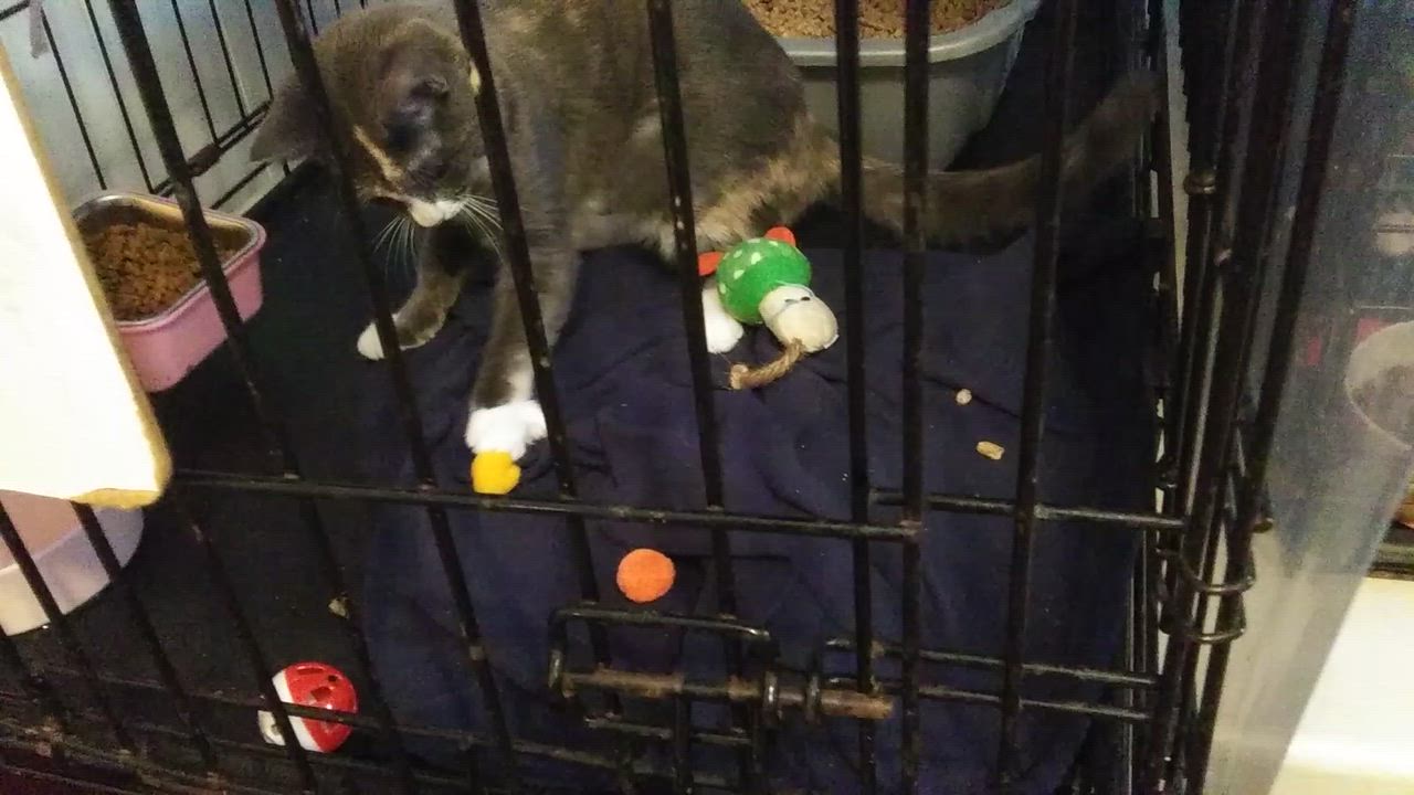 Enlarge Wilhelmina, a Adoptable Dilute Calico in Port Wentworth, GA video 5/5