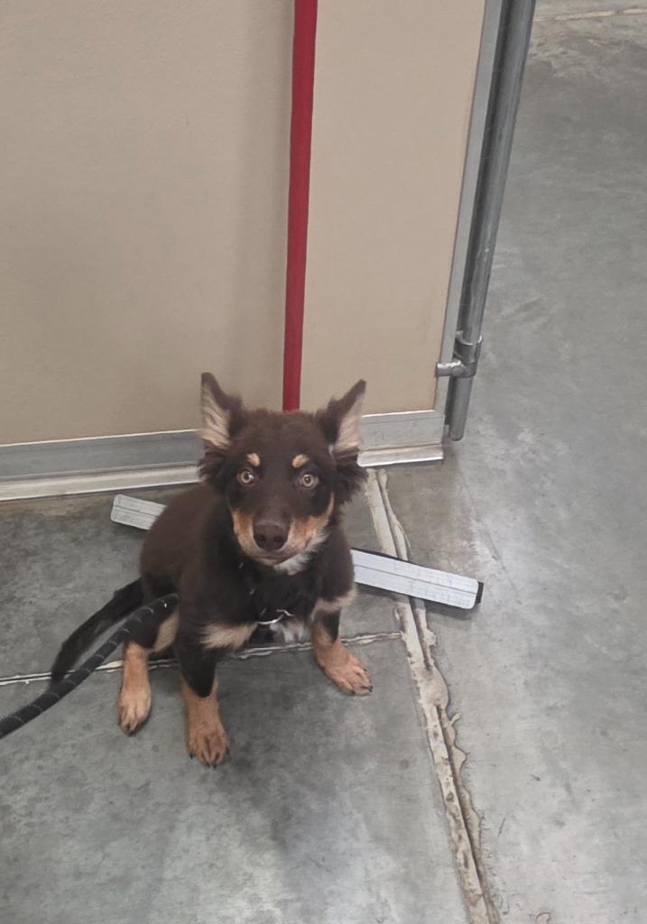 Oakley, Adoptable, Puppy Female Affenpinscher.
