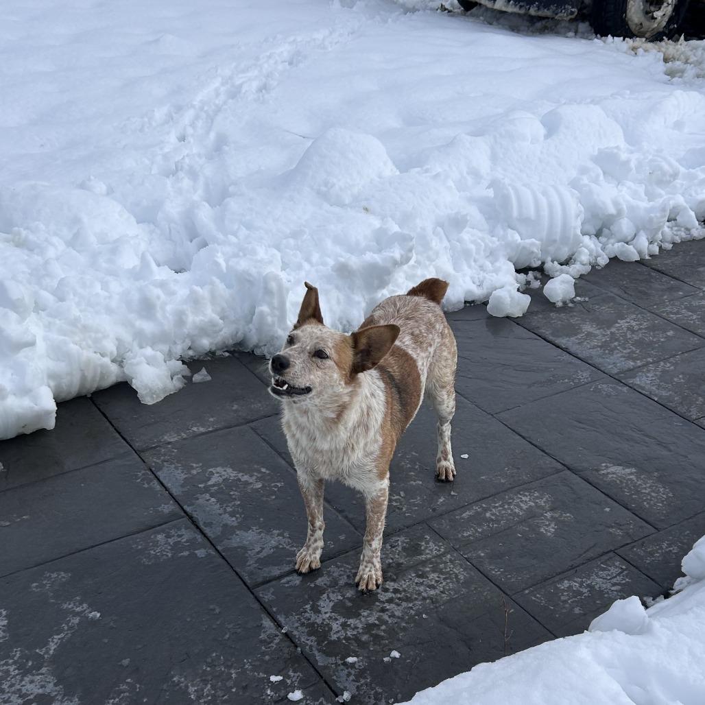 Chiquis, Adoptable, Adult Female Cattle Dog.