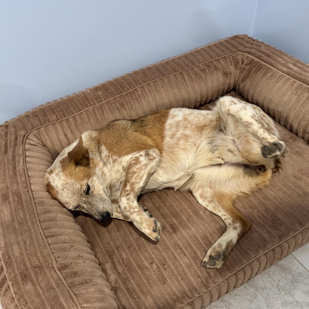Enlarge Chiquis, a Adoptable Cattle Dog in Colorado Springs, CO image 2/3