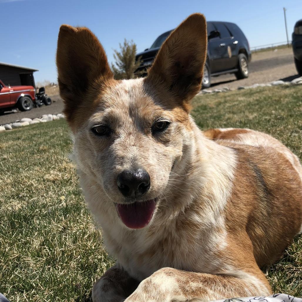 Enlarge Chiquis, a Adoptable Cattle Dog in Colorado Springs, CO image 3/3