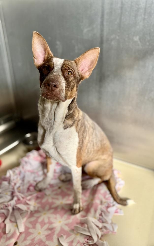 Roxanne, Adoptable, Adult Female Australian Kelpie.