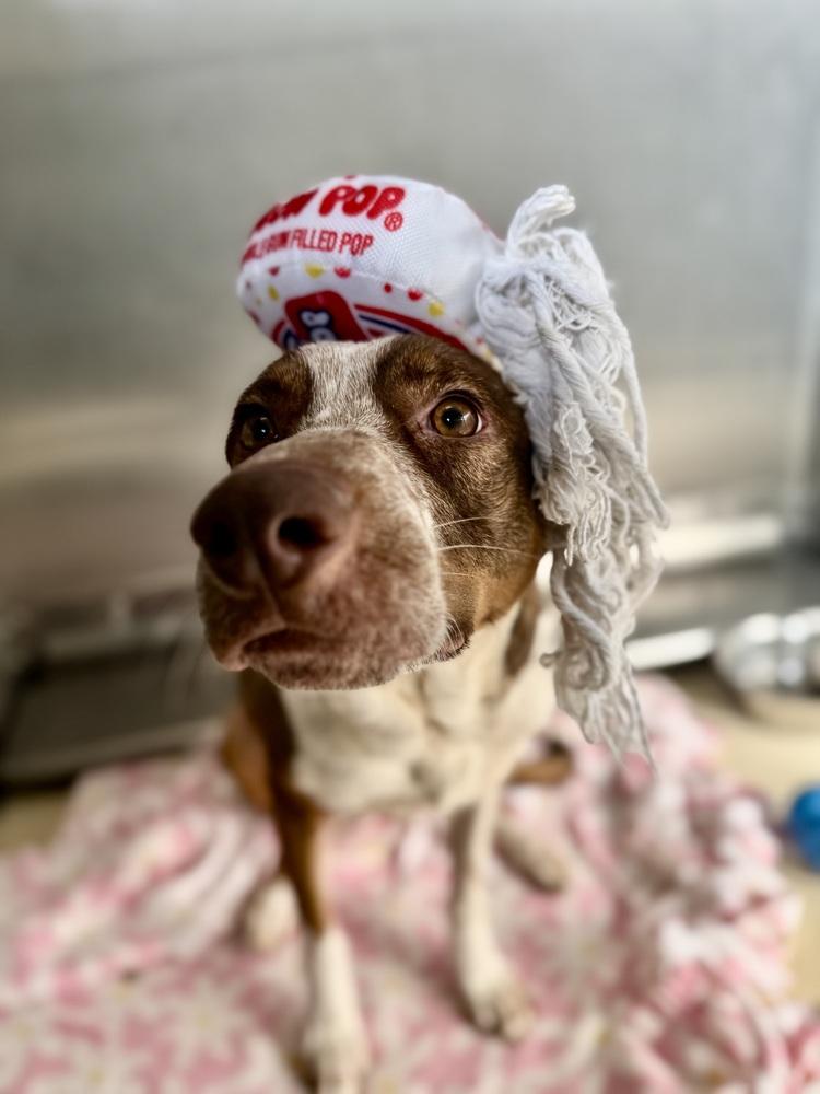 Enlarge Roxanne, a Adoptable mixed breed in Kalamazoo, MI image 2/3