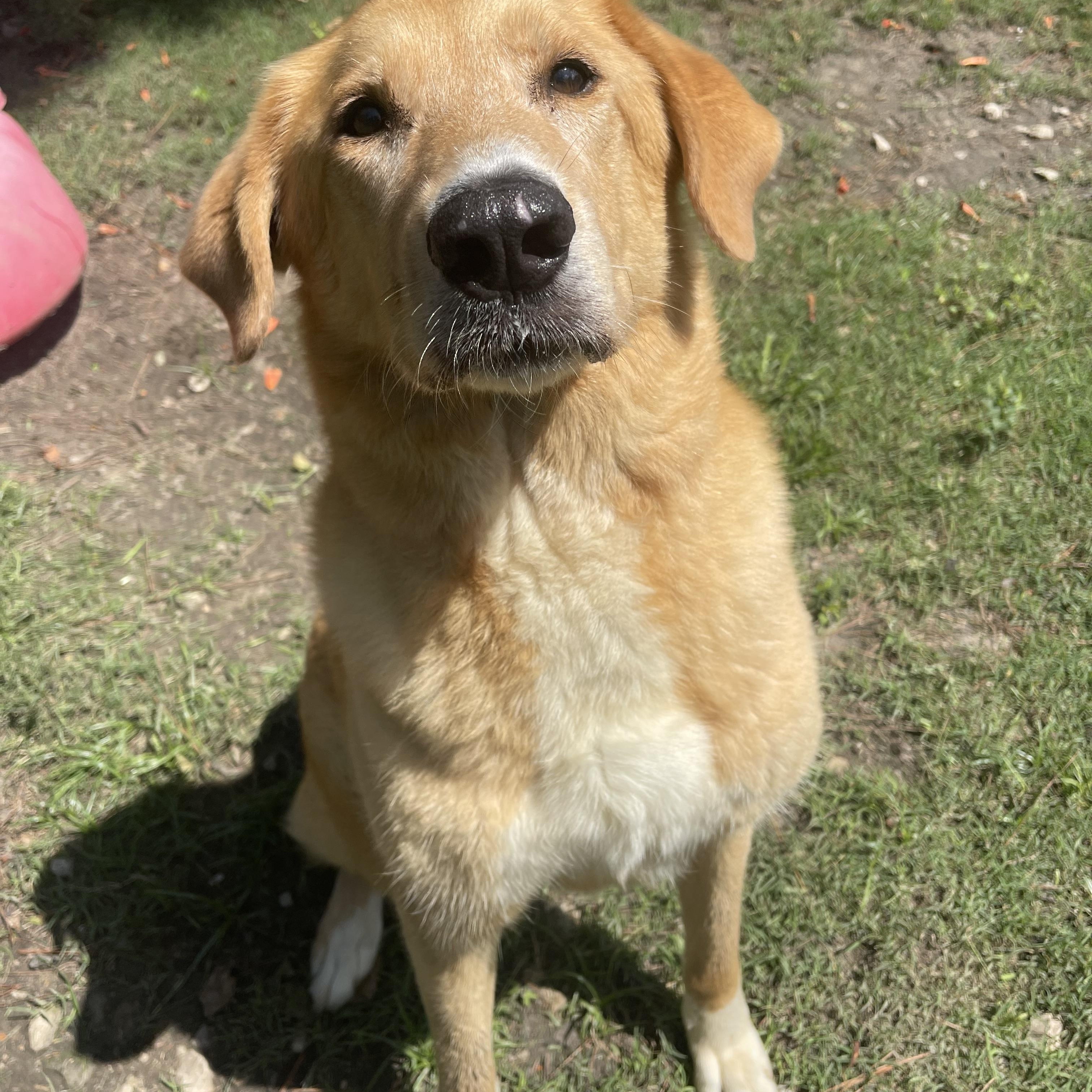 Dixie Girl, a Adoptable mixed breed in Baton Rouge, LA image 5/6