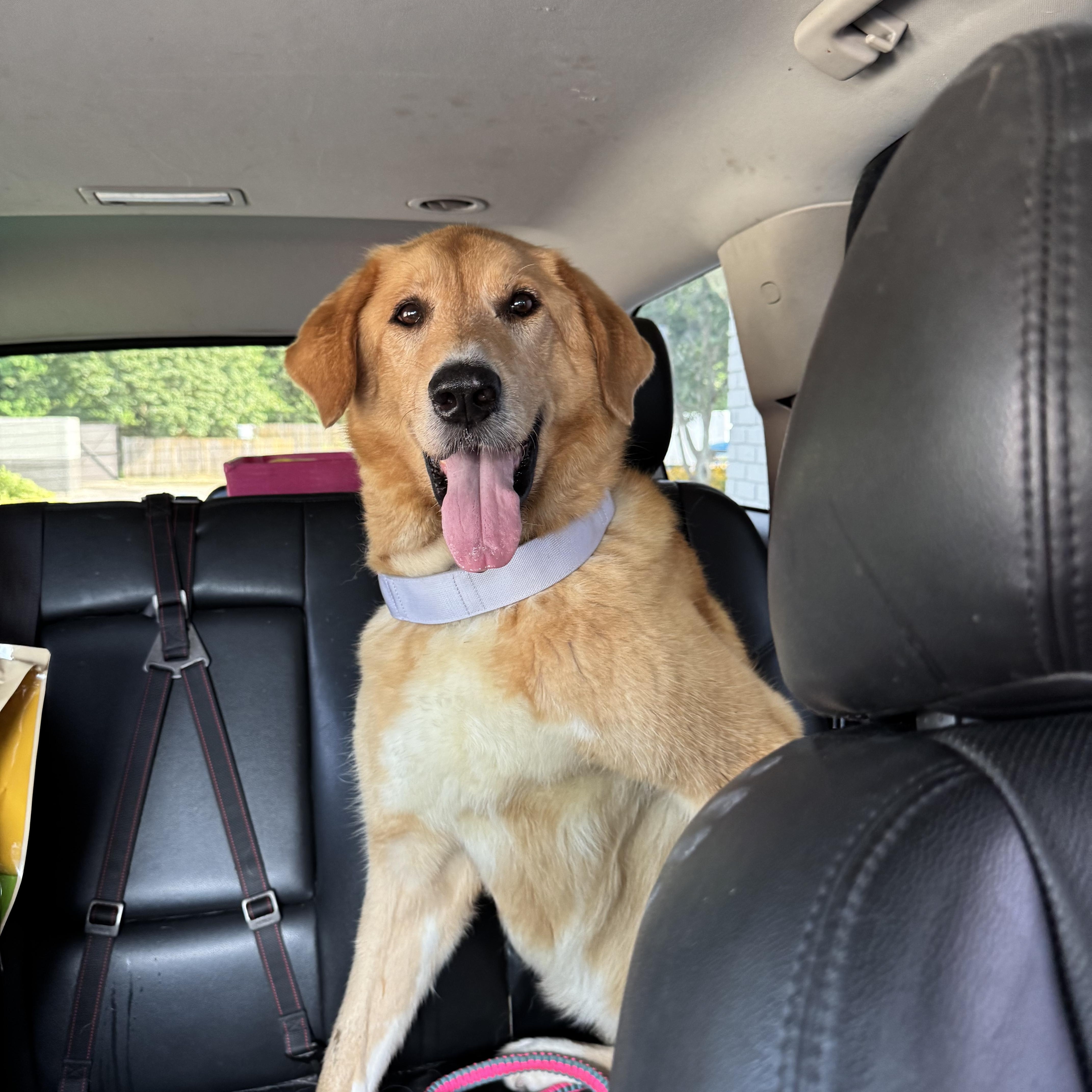 Dixie Girl, a Adoptable mixed breed in Baton Rouge, LA image 4/6