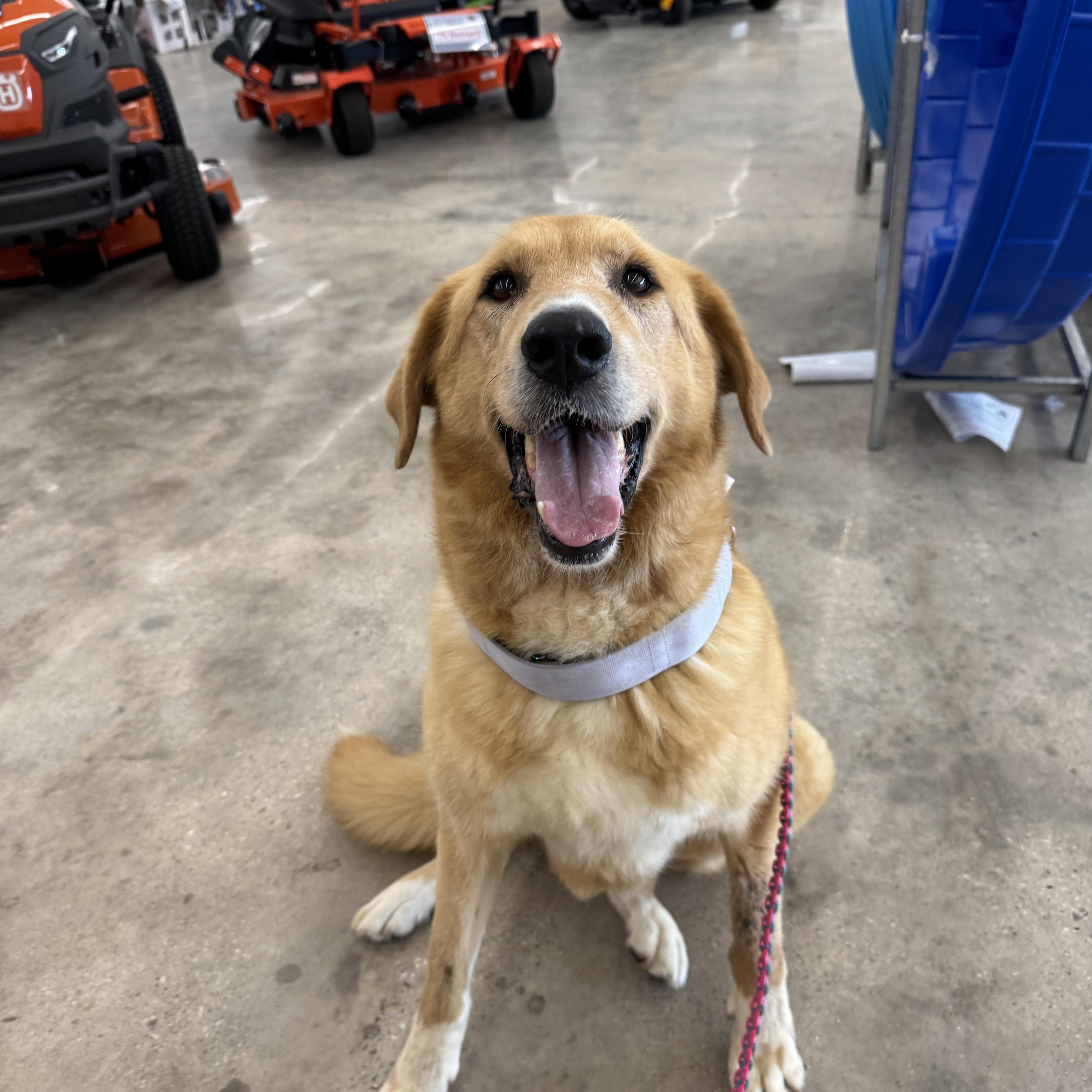 Dixie Girl, a Adoptable mixed breed in Baton Rouge, LA image 3/6