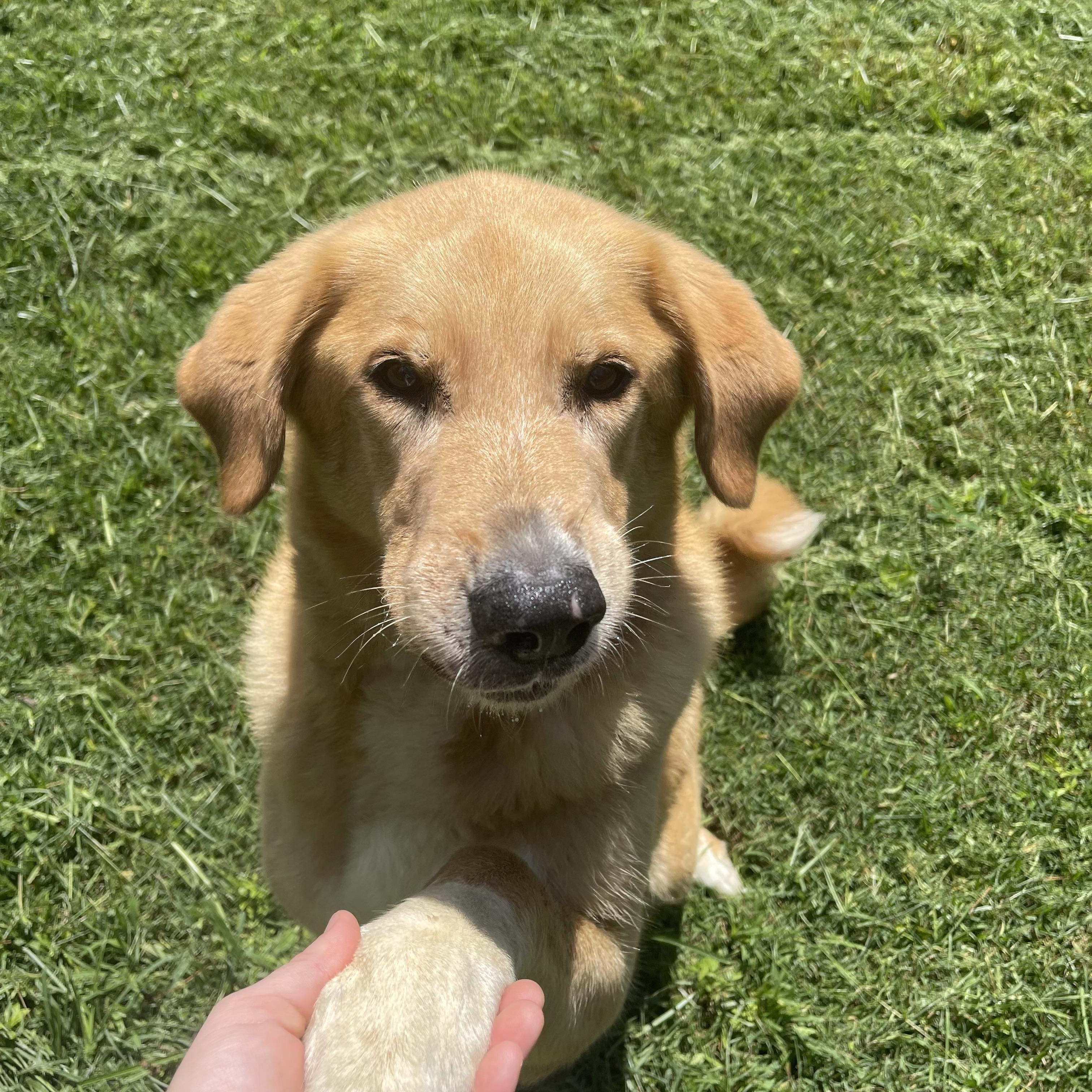 Dixie Girl, a Adoptable mixed breed in Baton Rouge, LA image 6/6