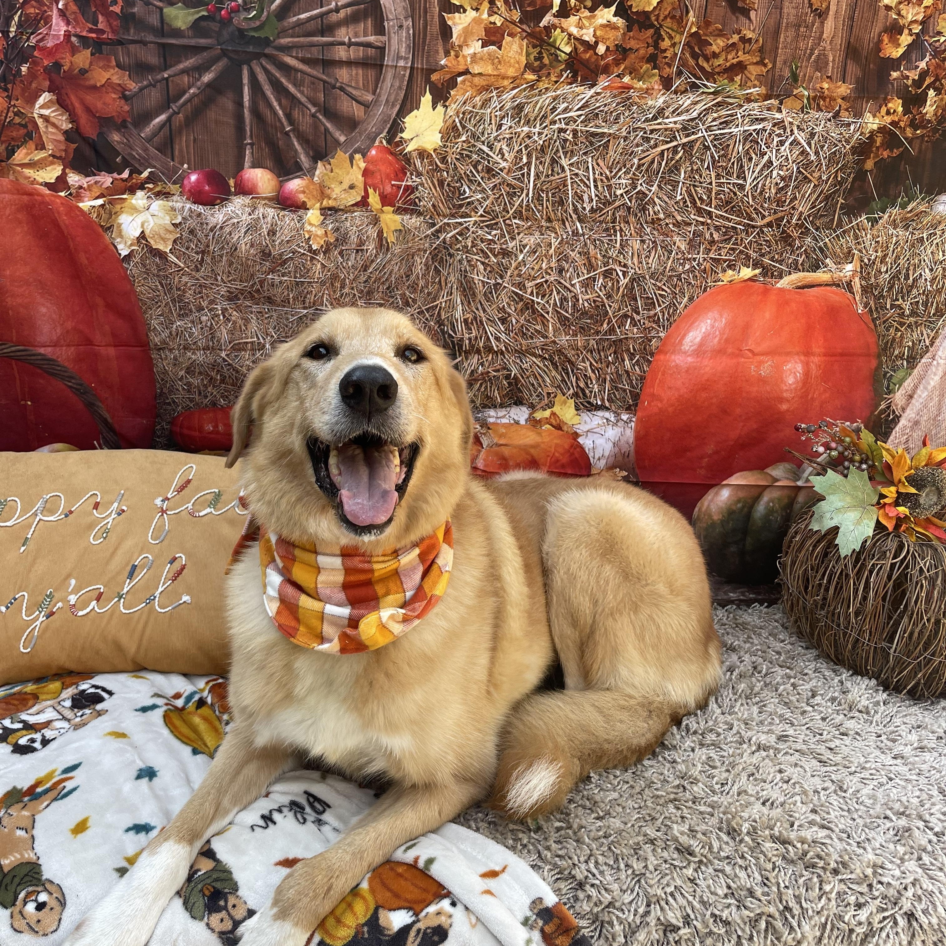 Dixie Girl, a Adoptable mixed breed in Baton Rouge, LA image 1/6