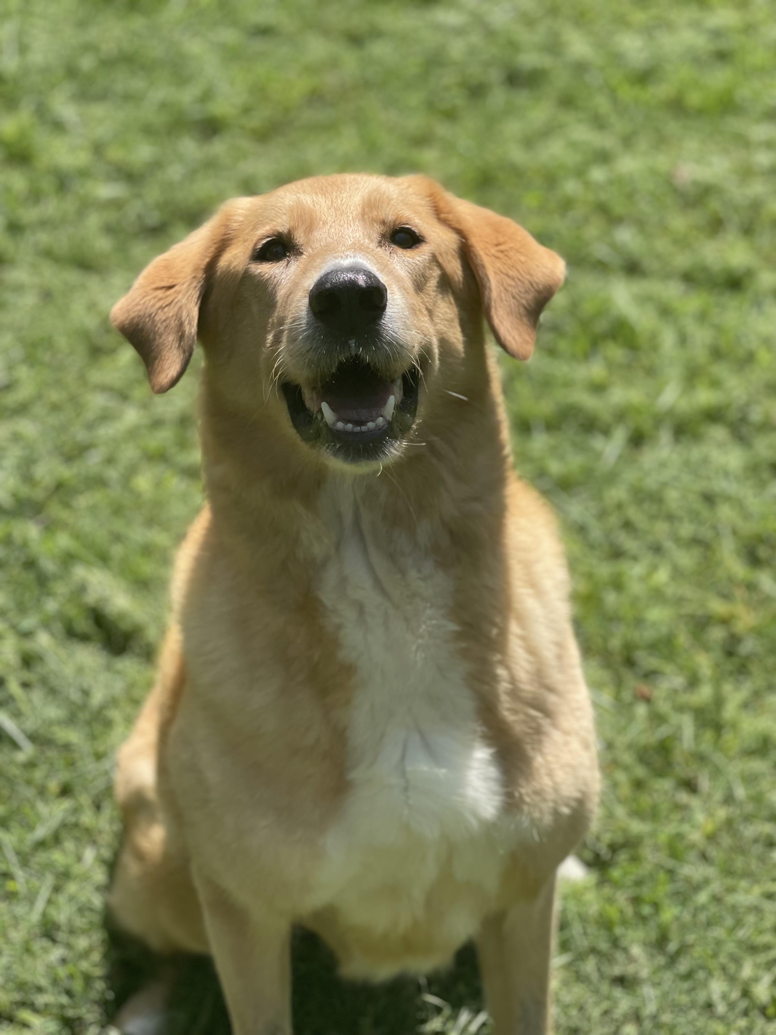 Dixie Girl, a Adoptable mixed breed in Baton Rouge, LA image 2/6