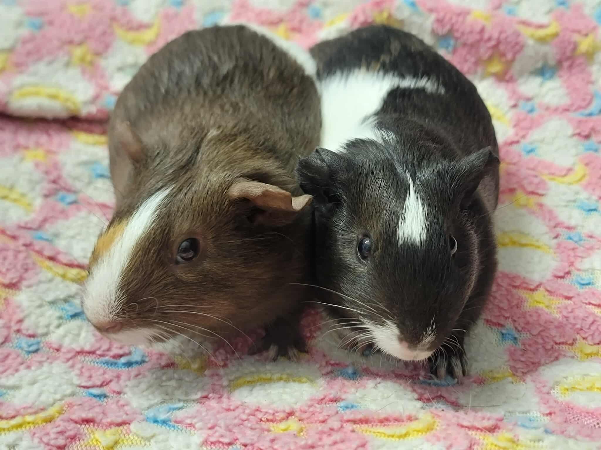 Trinity & Tabby, Adopted, Baby Female Guinea Pig.