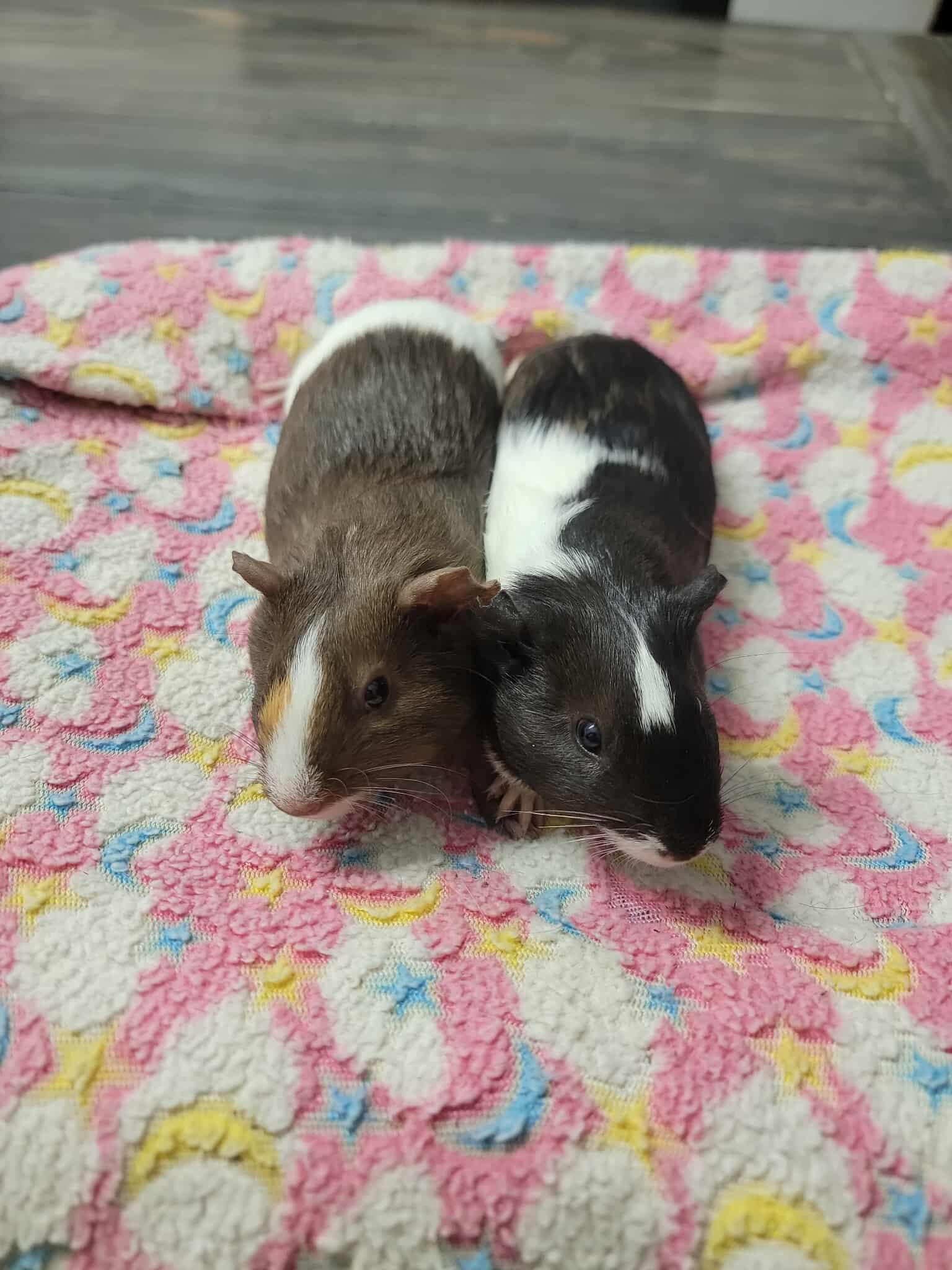 Trinity & Tabby, a Adopted Guinea Pig in Oakley, CA image 2/2