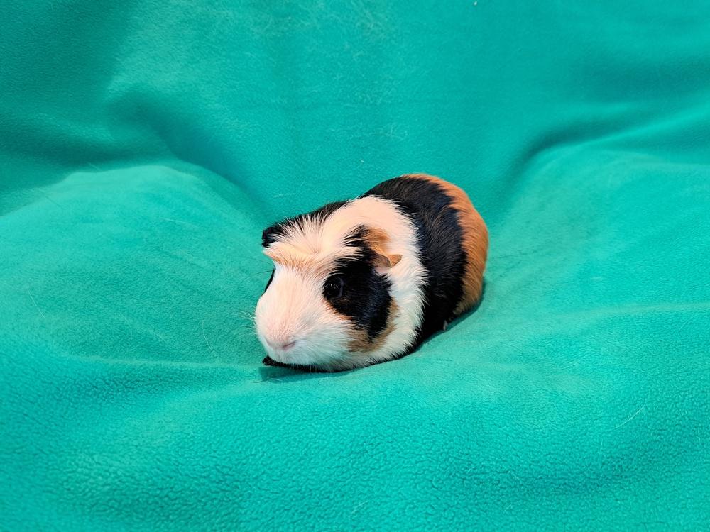 Enlarge Nugget, a Adoptable mixed breed in South Bend, IN image 1/2