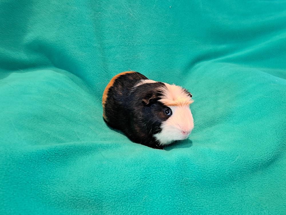 Enlarge Nugget, a Adoptable mixed breed in South Bend, IN image 2/2