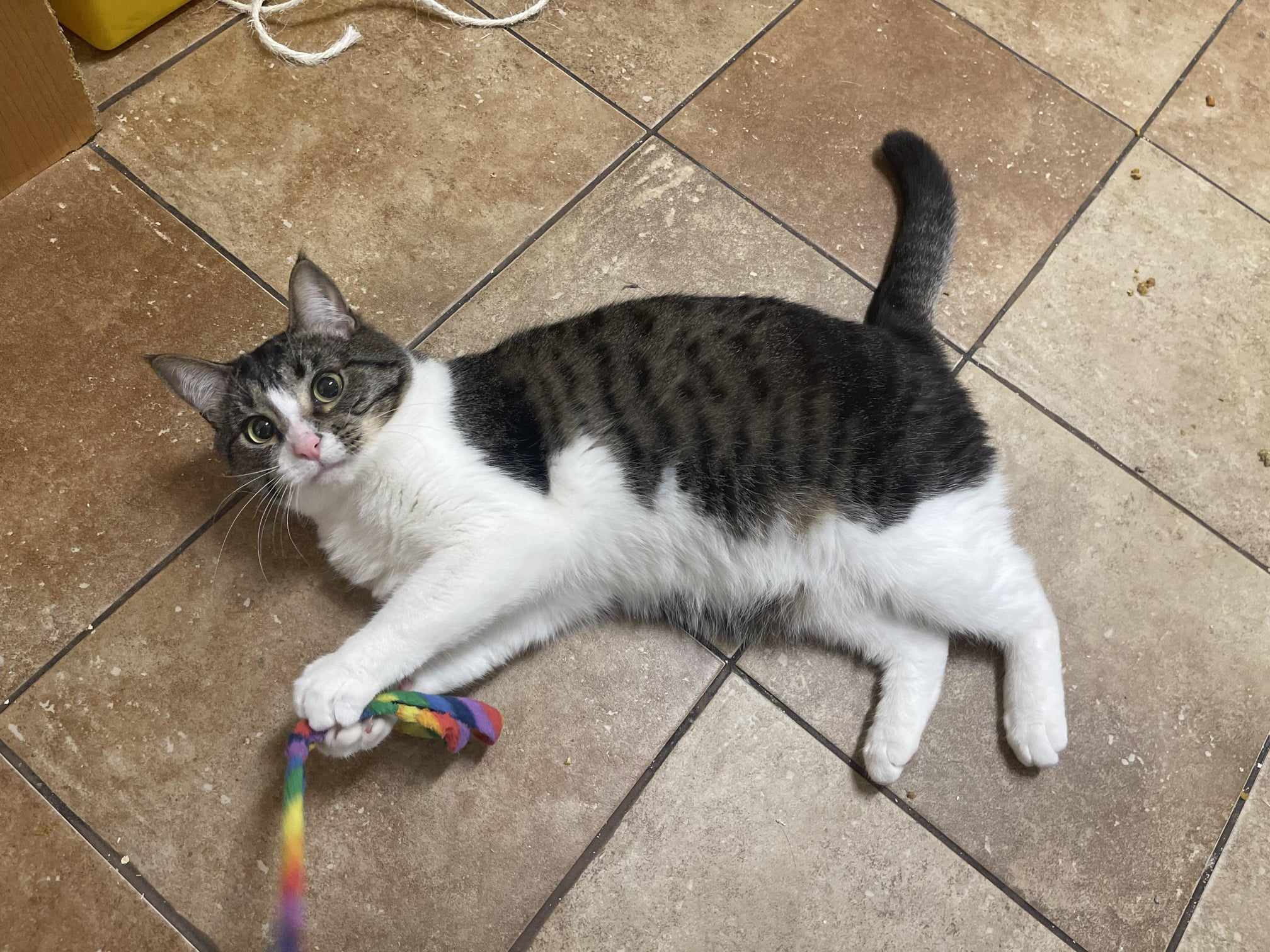 Enlarge RANDY NEDLEY, a Adoptable mixed breed in HEMET, CA image 5/7